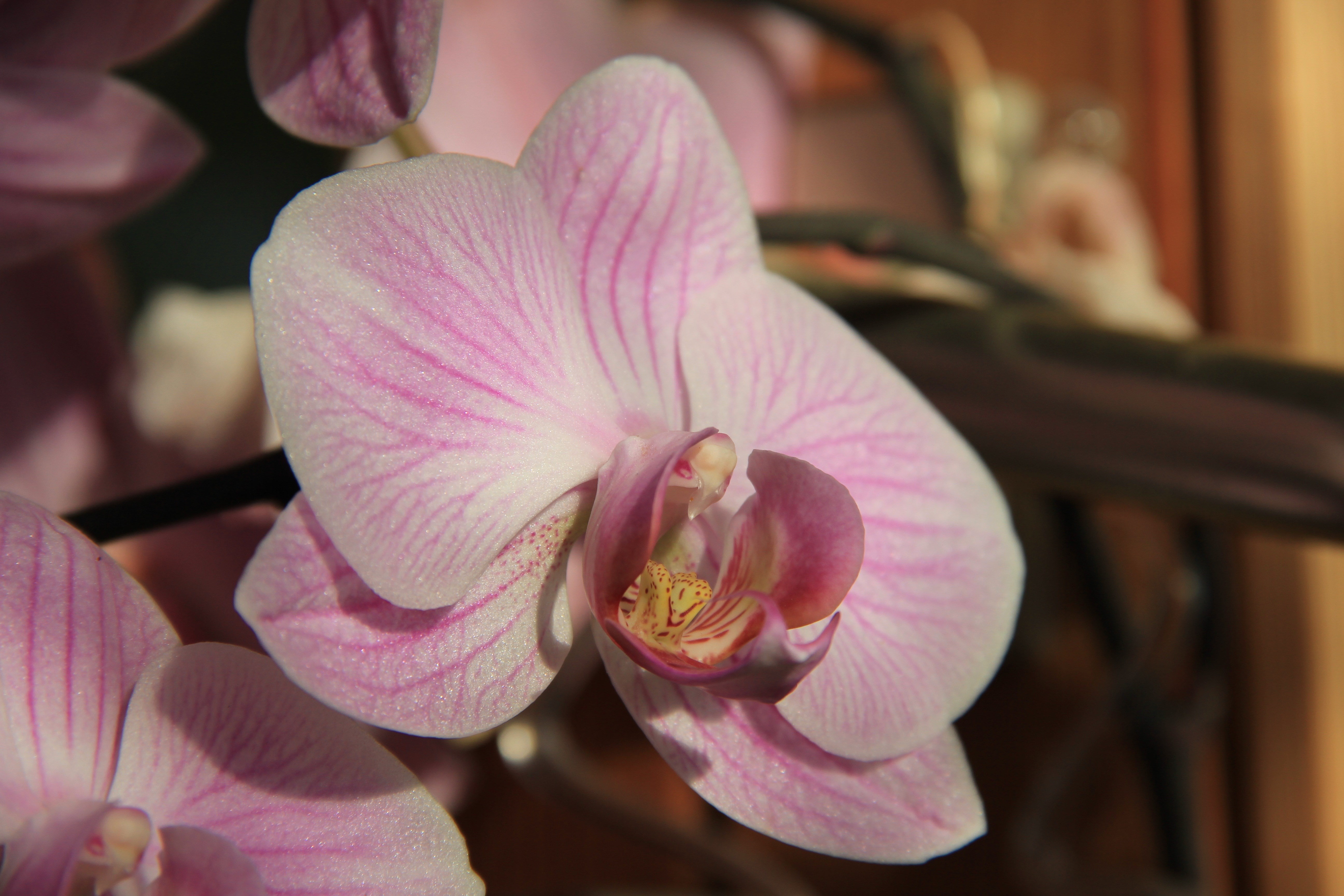 orchid
