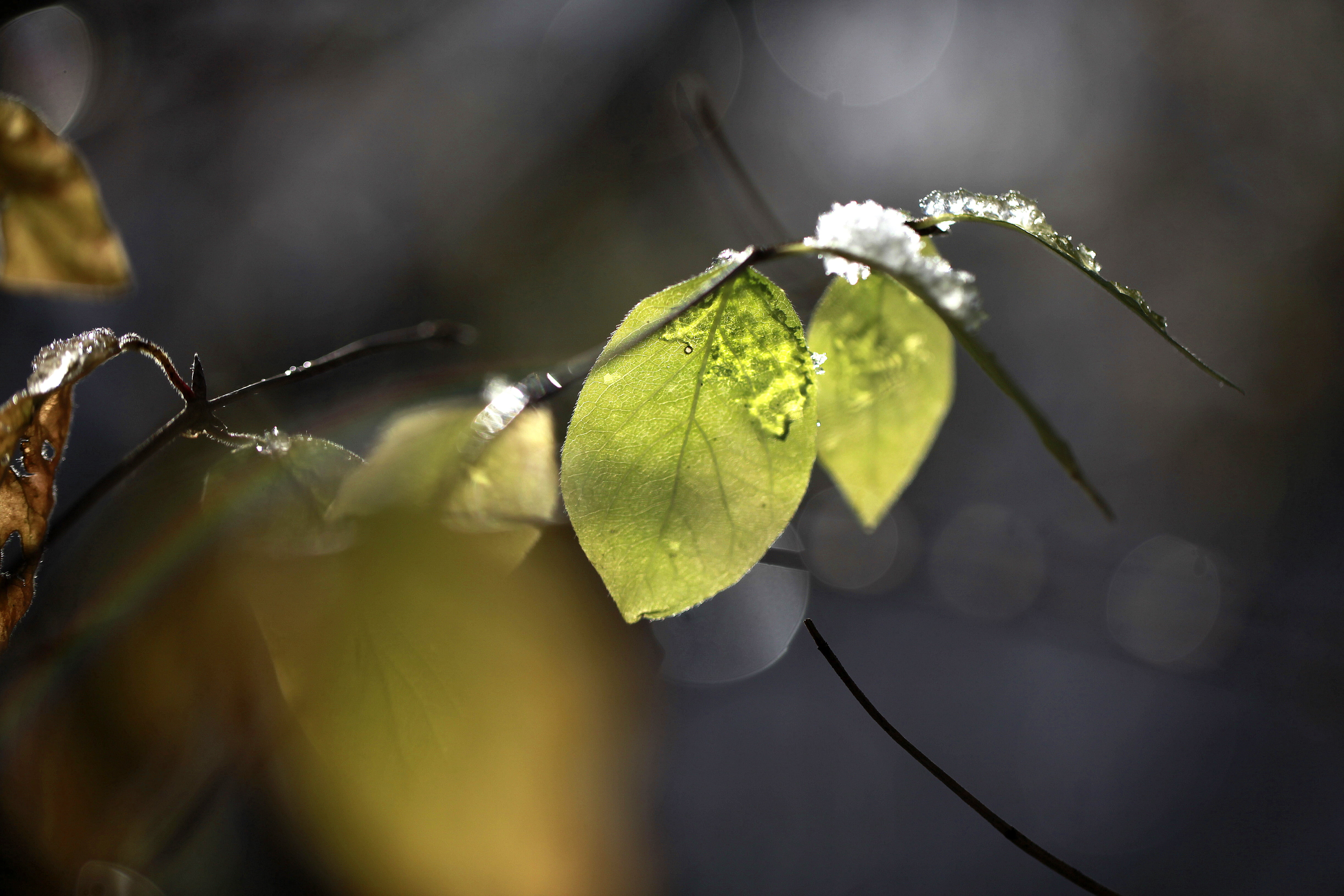 shallow depth of field of frost leaf with ice, micro-climate