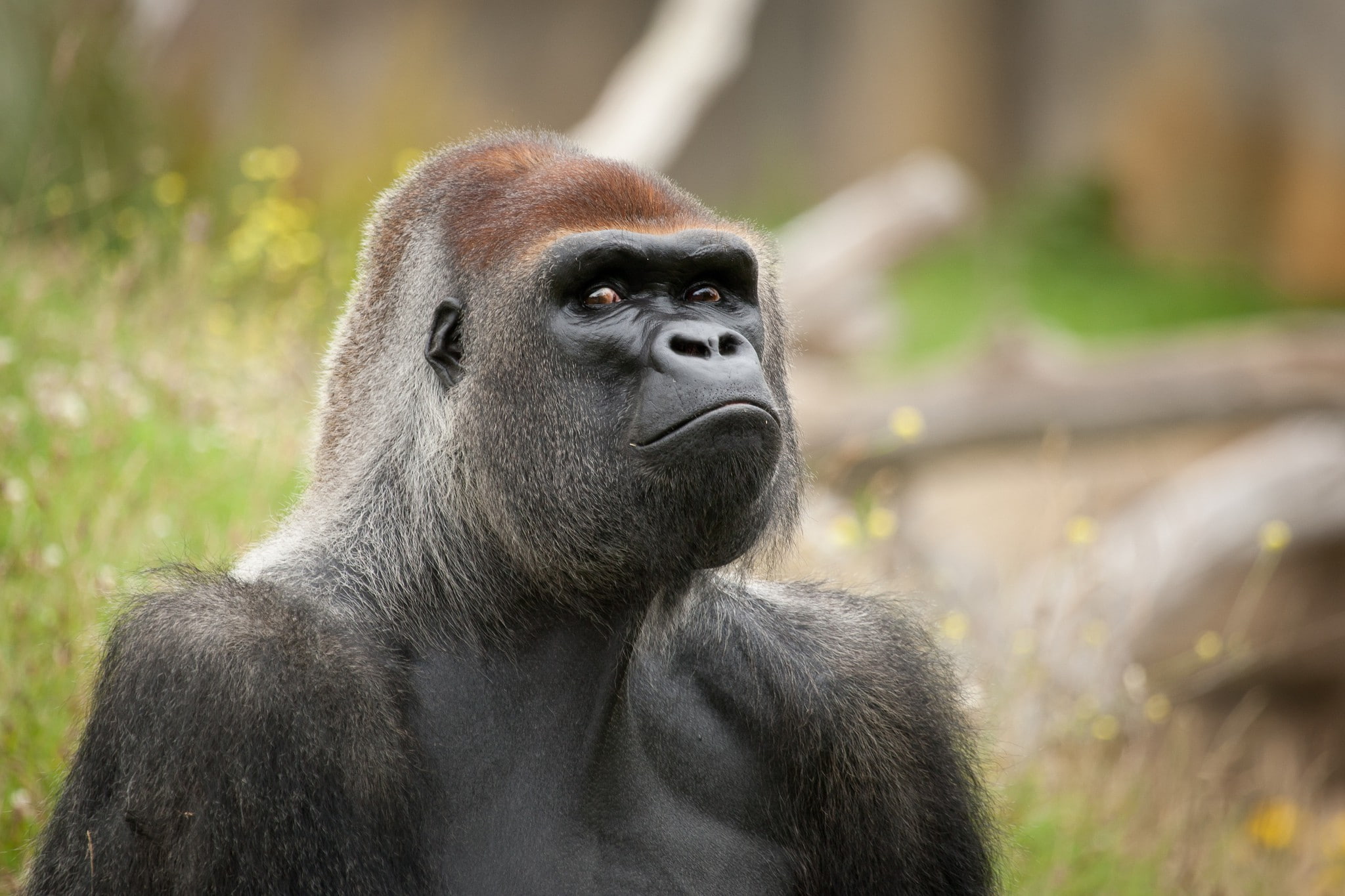 Gorilla Monkey primate, muzzle, eyes