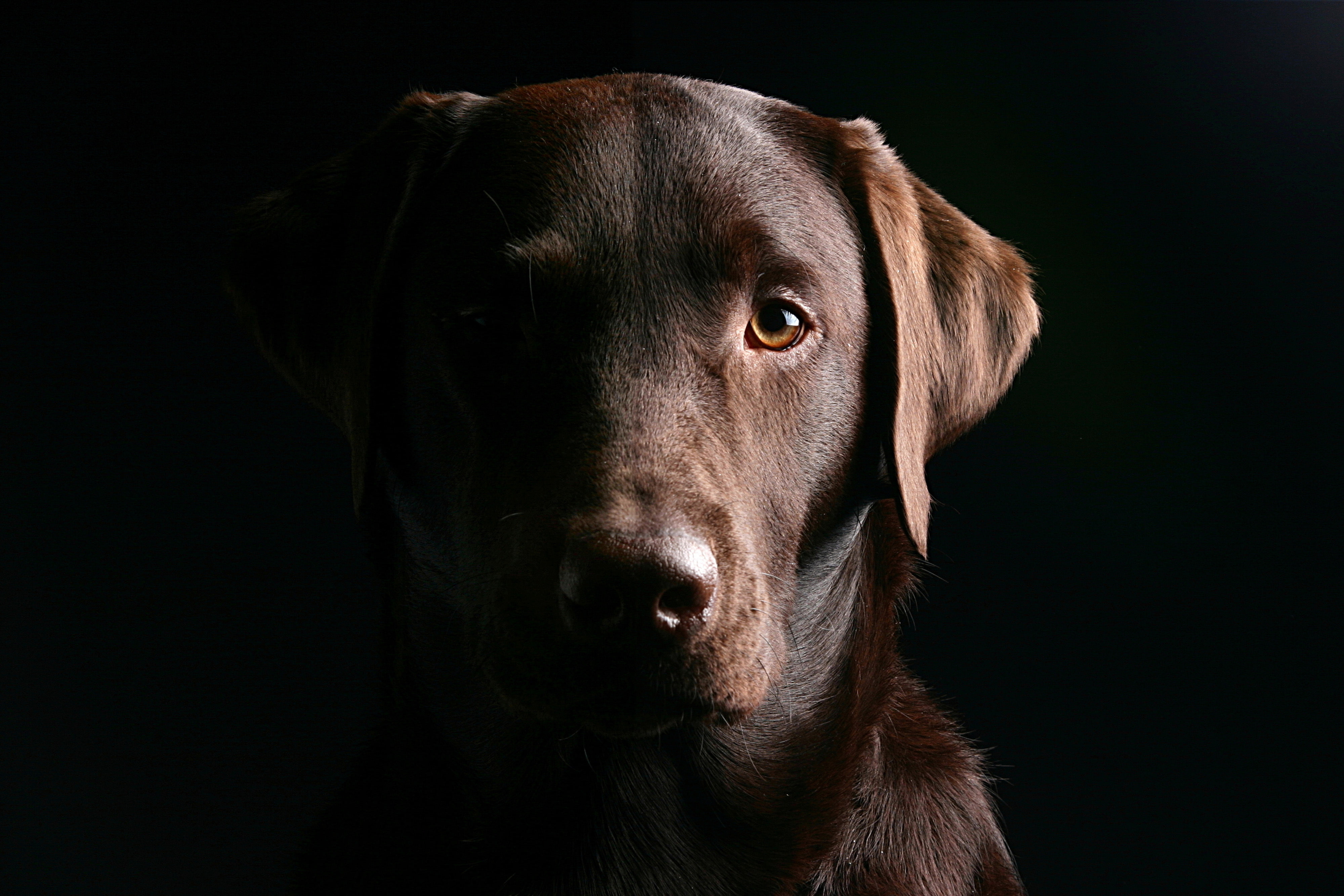 eyes, face, dog, black background, Labrador