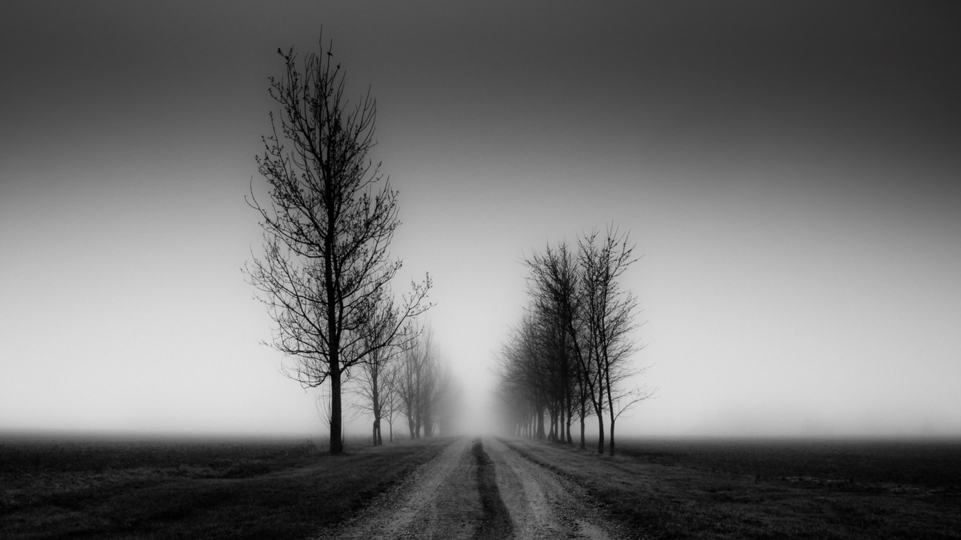 Beautiful Nature Black and White, fog, tree, direction, the way forward