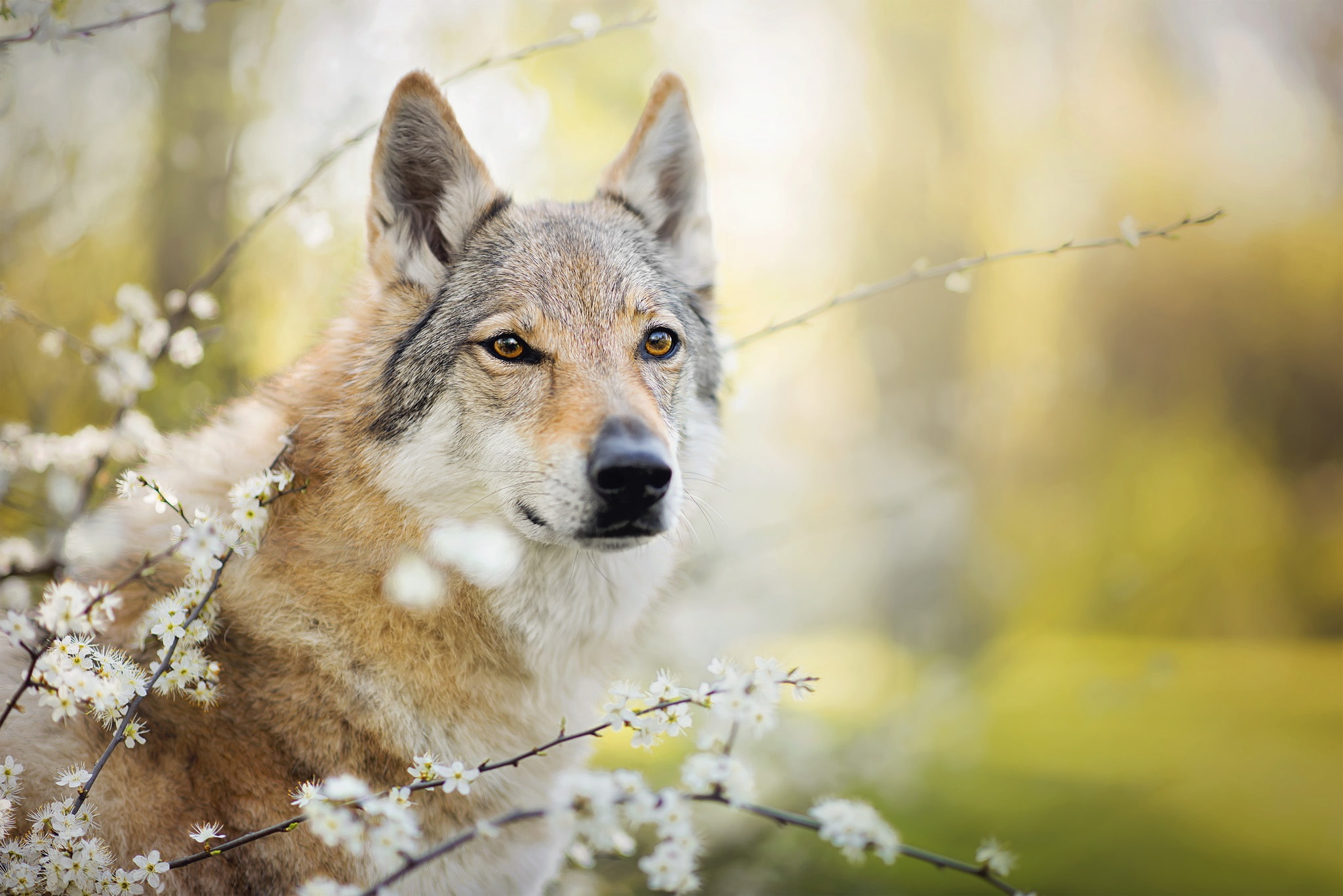 branches, dog, flowering, Chinua, the Czechoslovakian Wolfdog