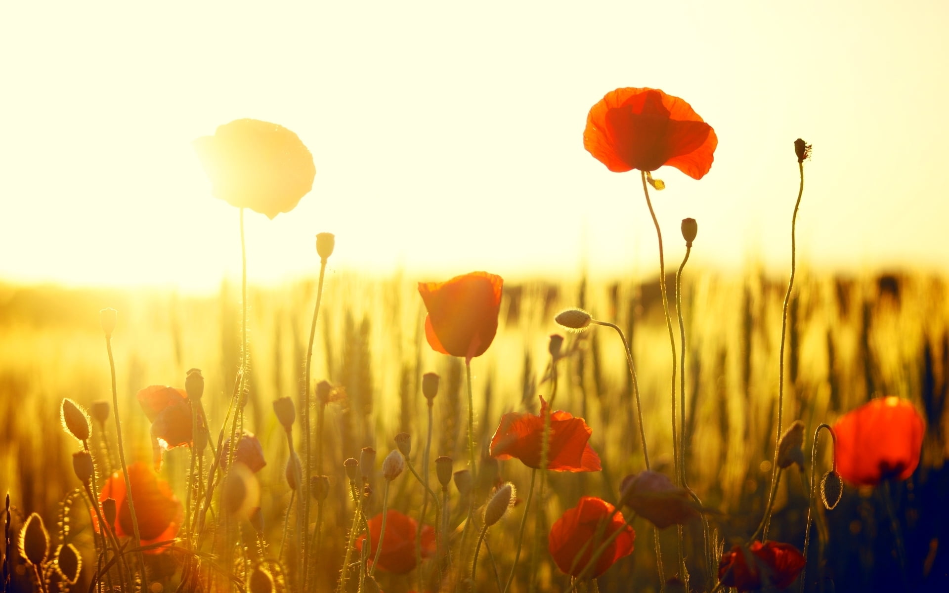 red flowers, field, the sun, background, widescreen, Wallpaper