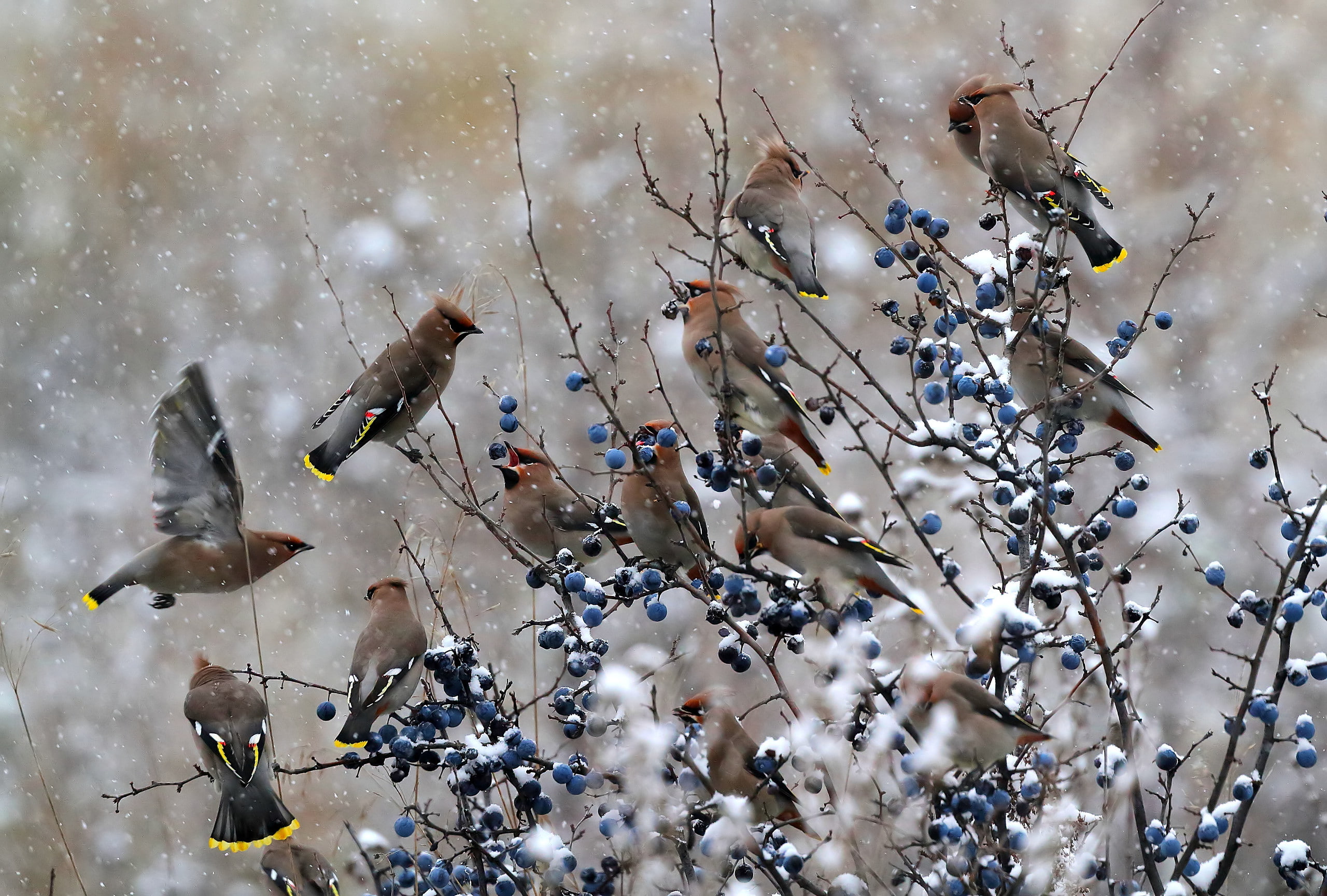 waxwings, berries, snow, birds