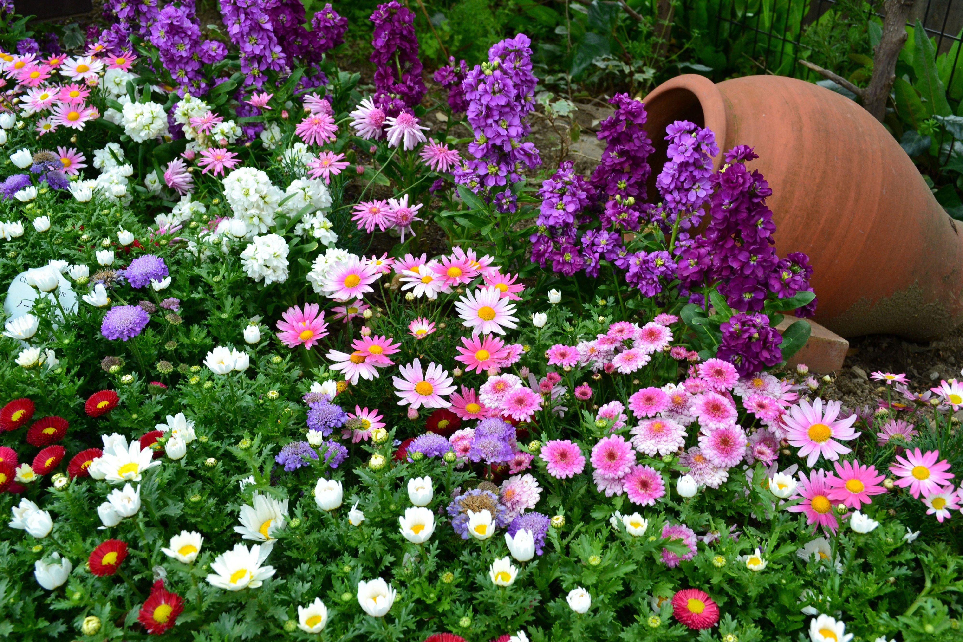 assorted-color petaled flowers, flowerbed, different, much, greens