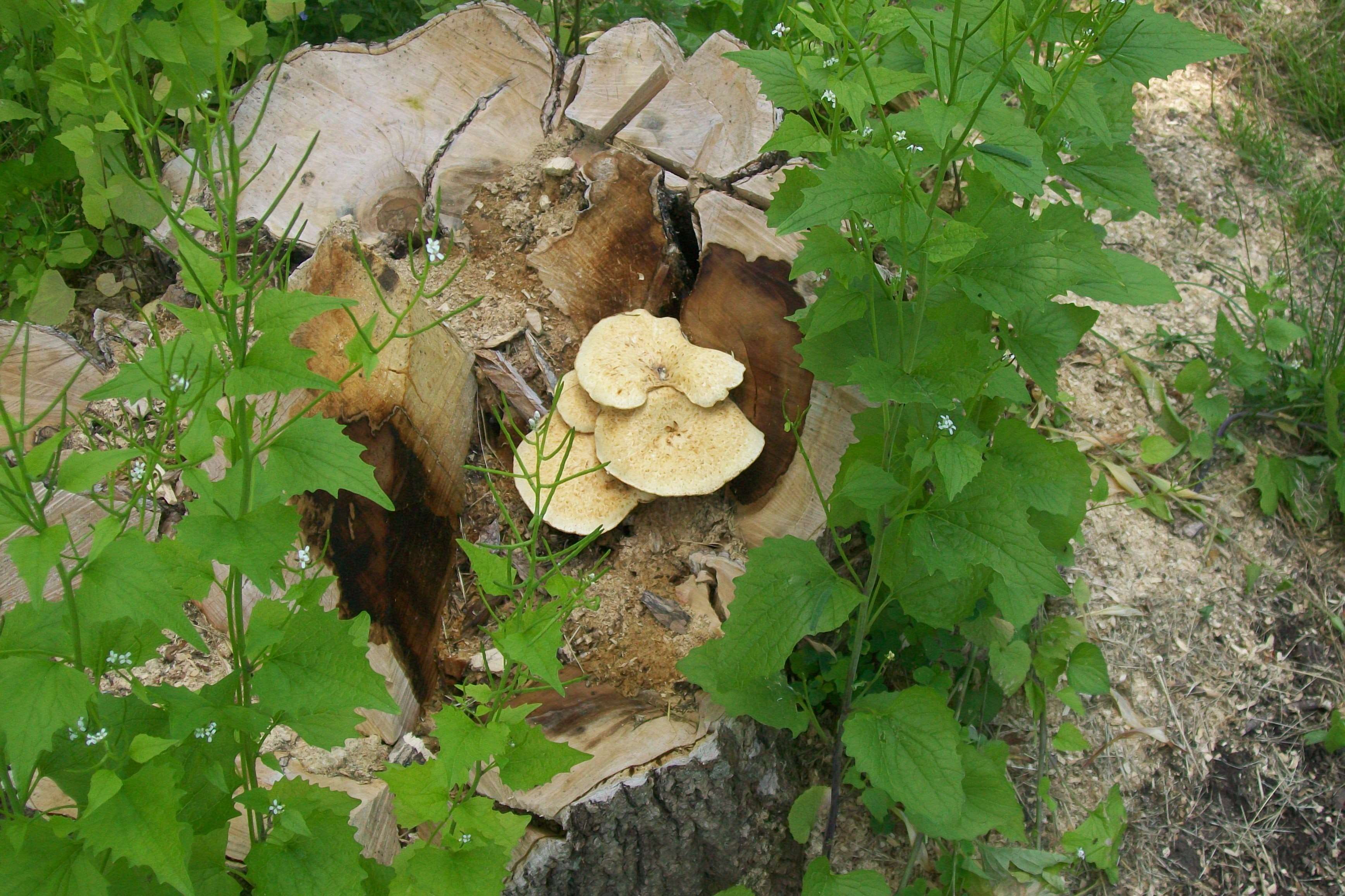 toadstools on a rotting tree, leaf, plant part, growth, nature