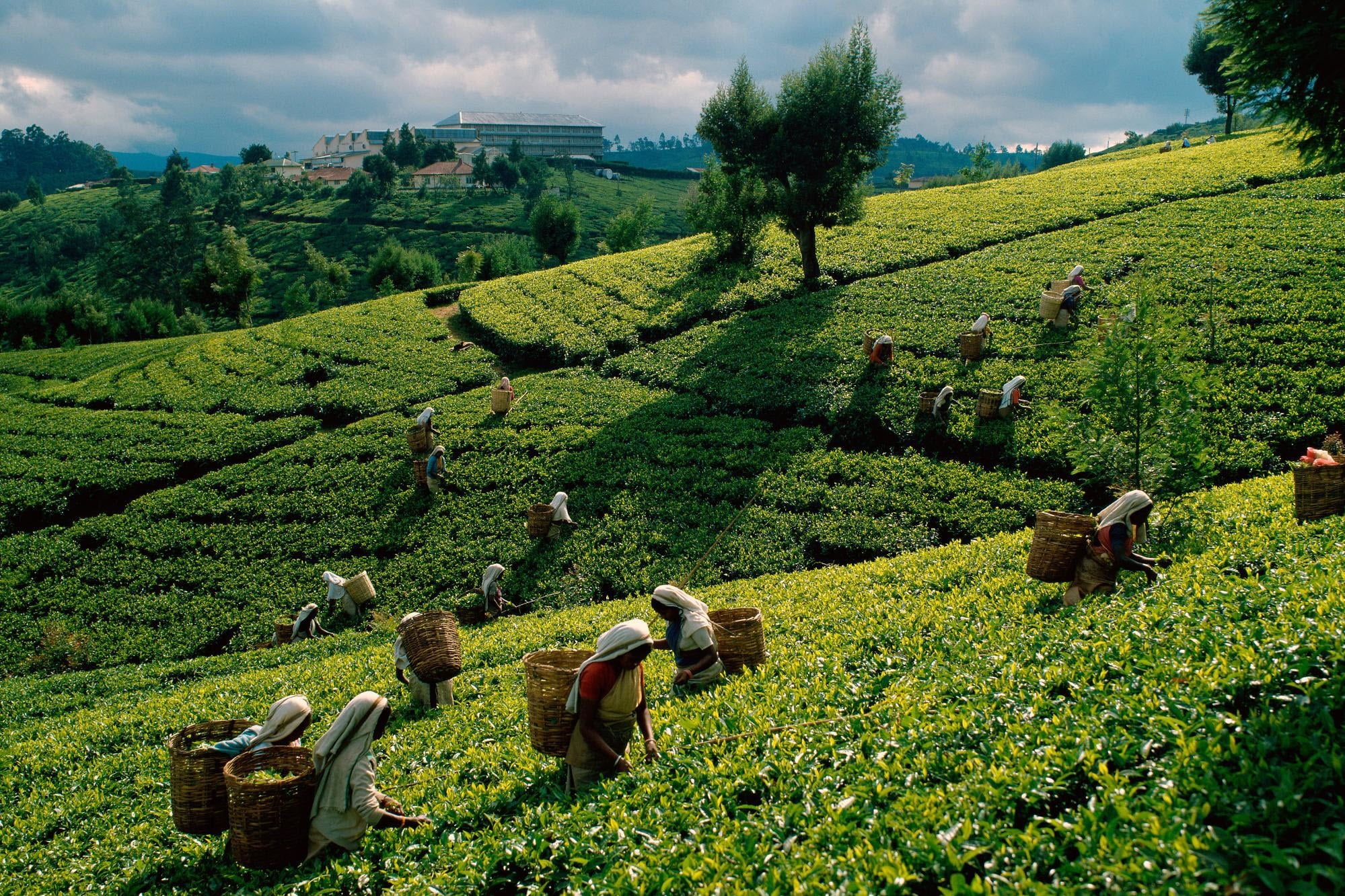 green plant, tea, plantations, fields, working women, gathering