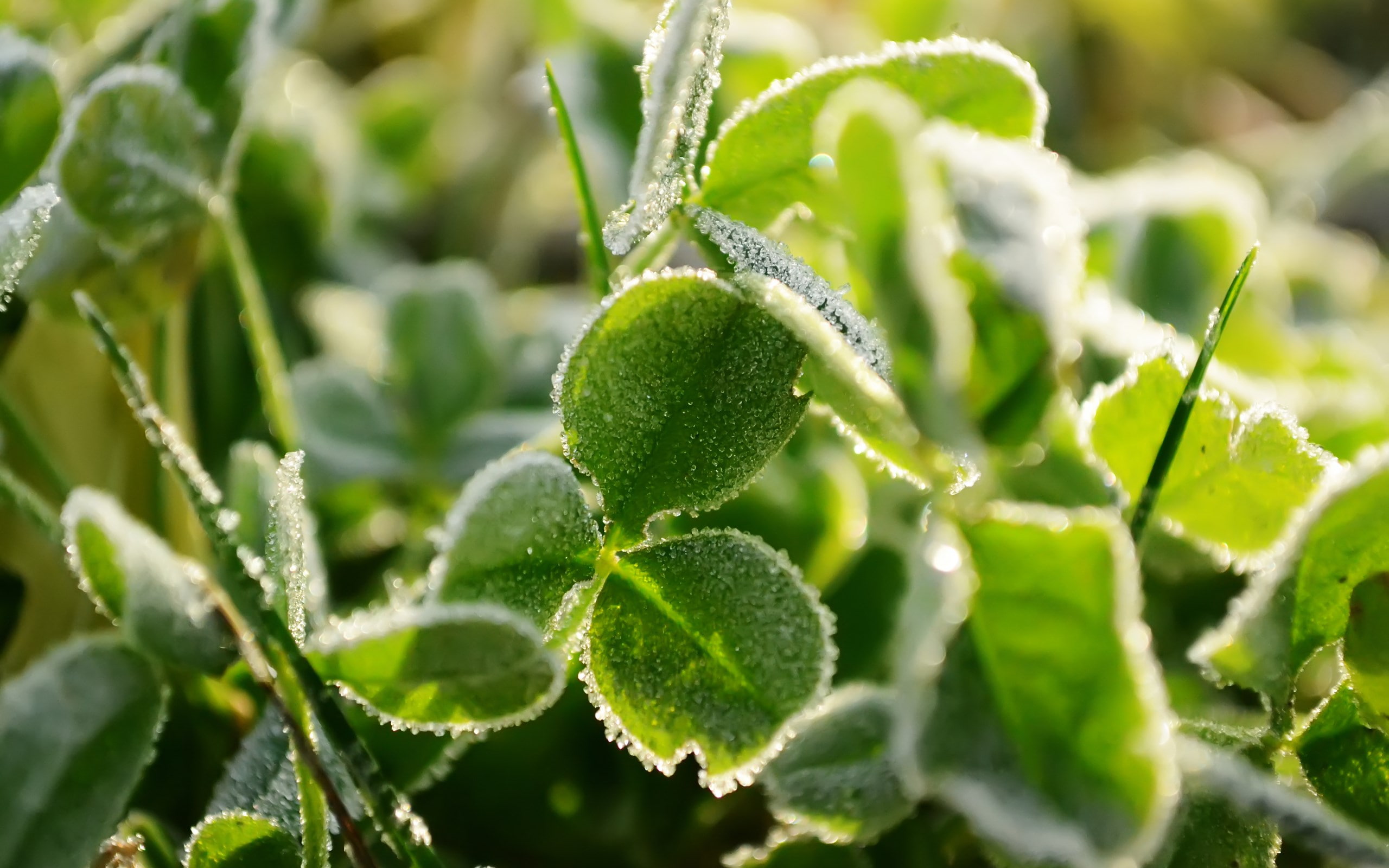 clover