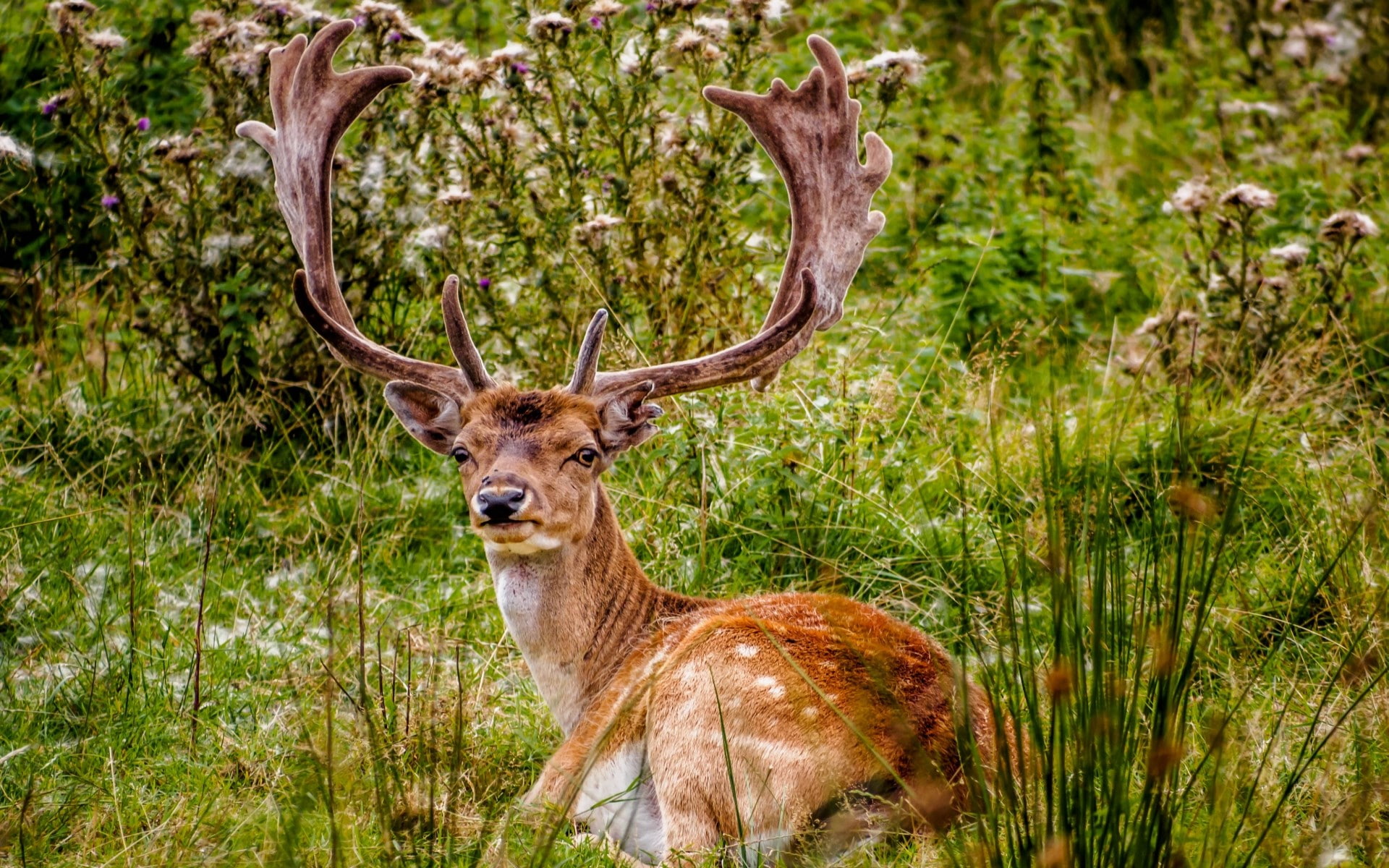deer