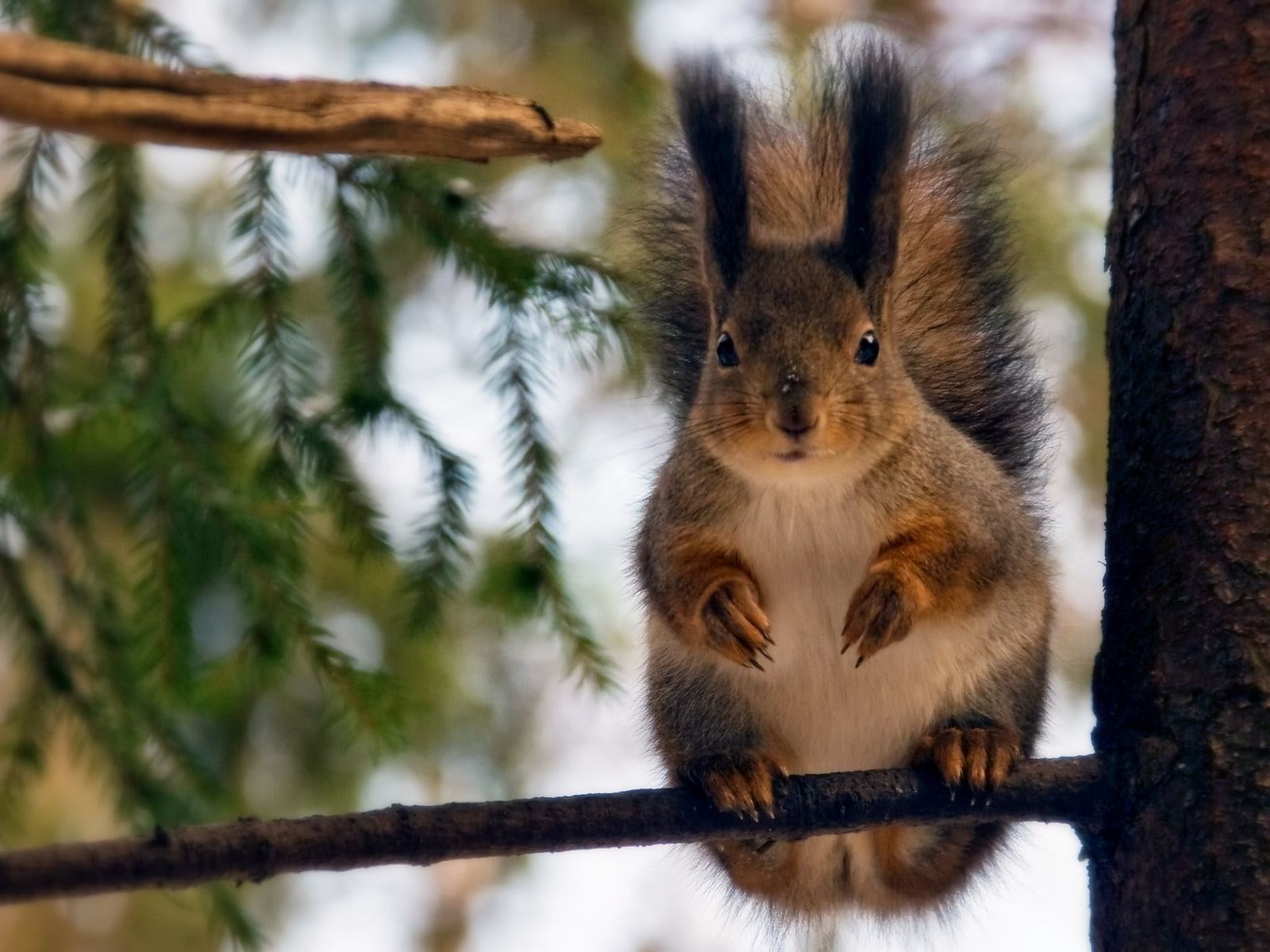 squirrel