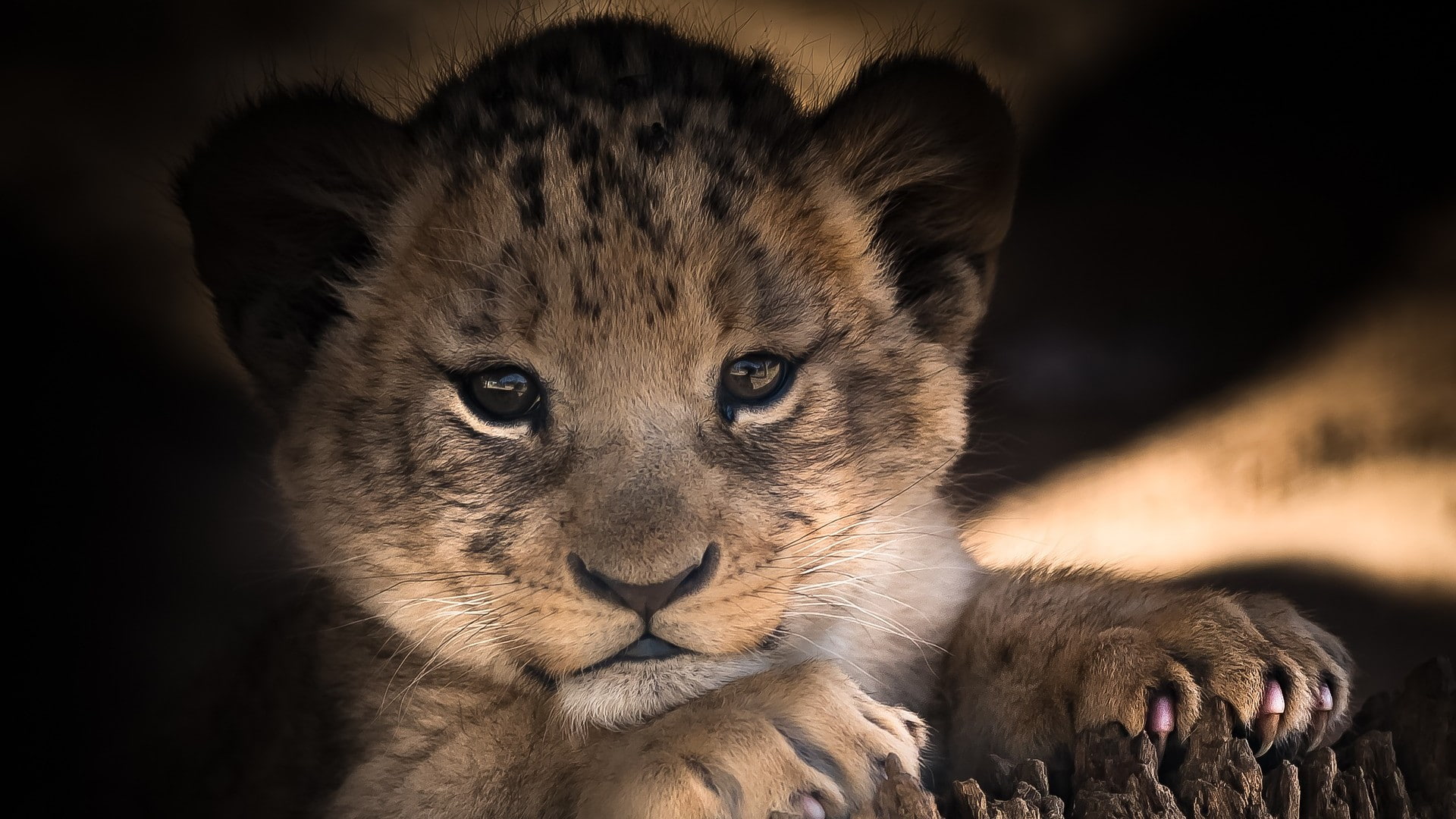 lion cub, baby, cute