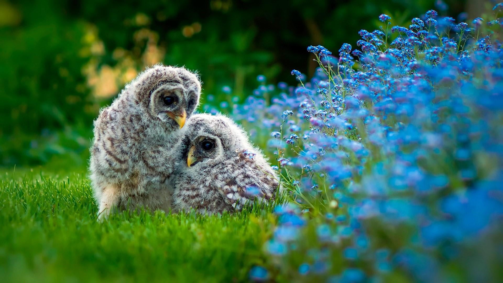 owl, bird, blue flowers, grass, wildlife, bird of prey, chicks