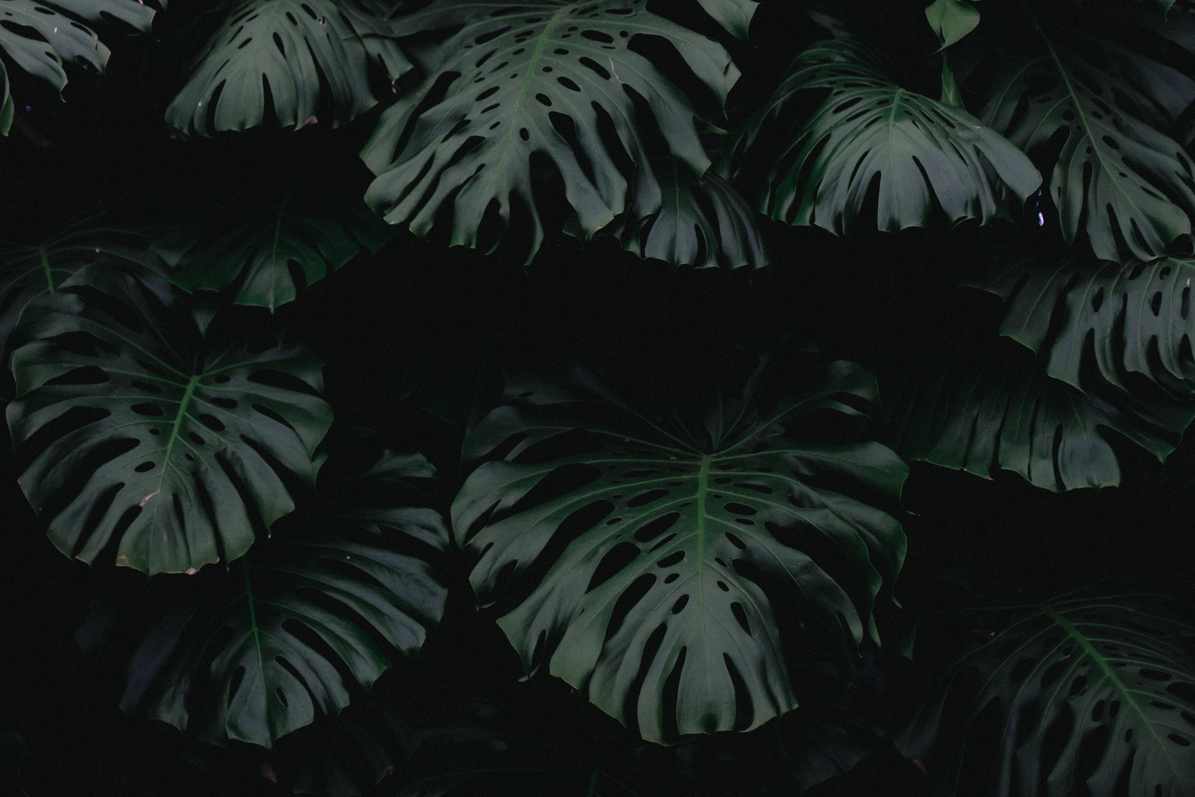 green leaves, leaf, dark, plant, nature, backgrounds, pattern