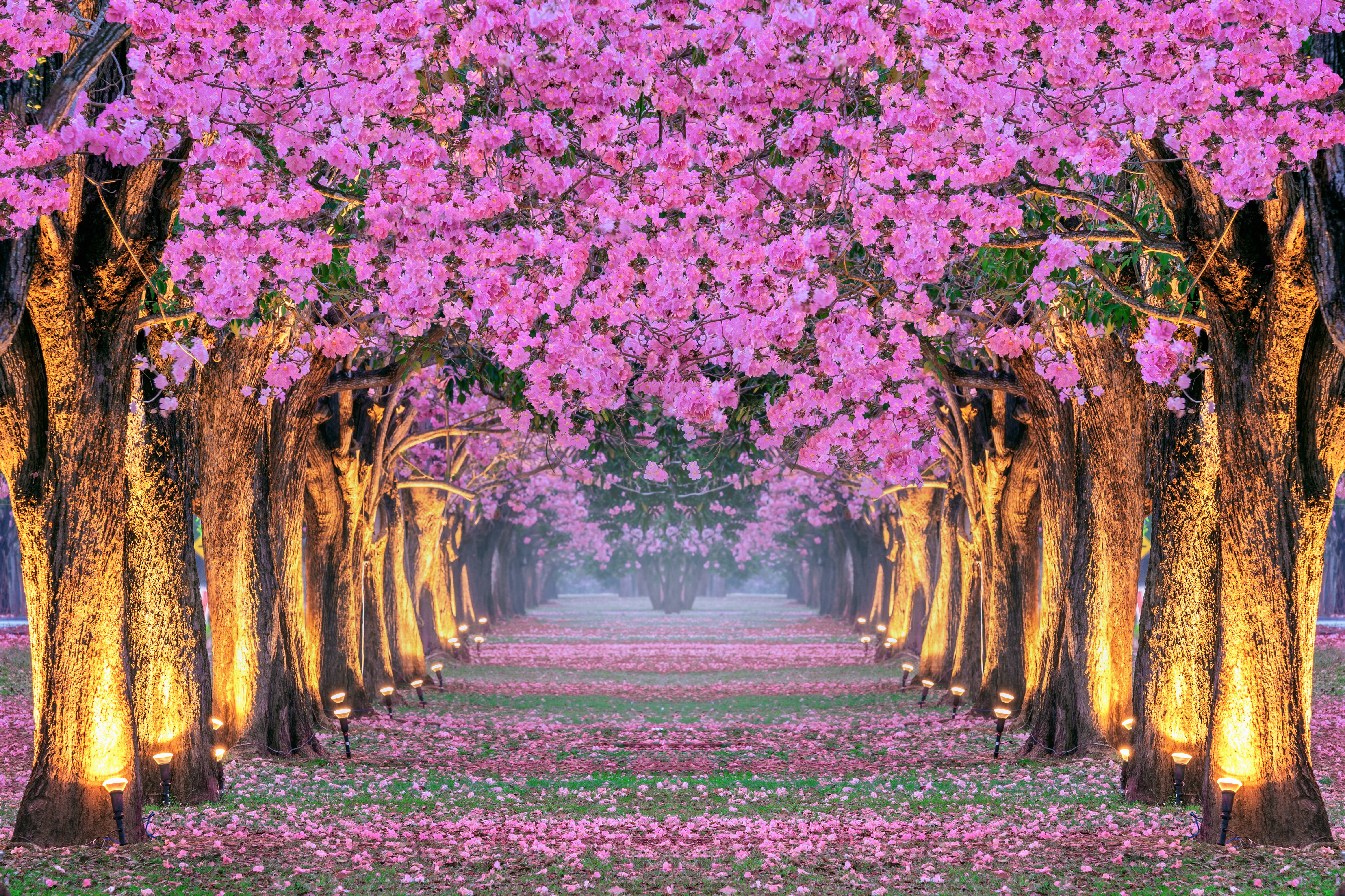trees, Park, spring, Sakura, alley, flowering, Korea, pink