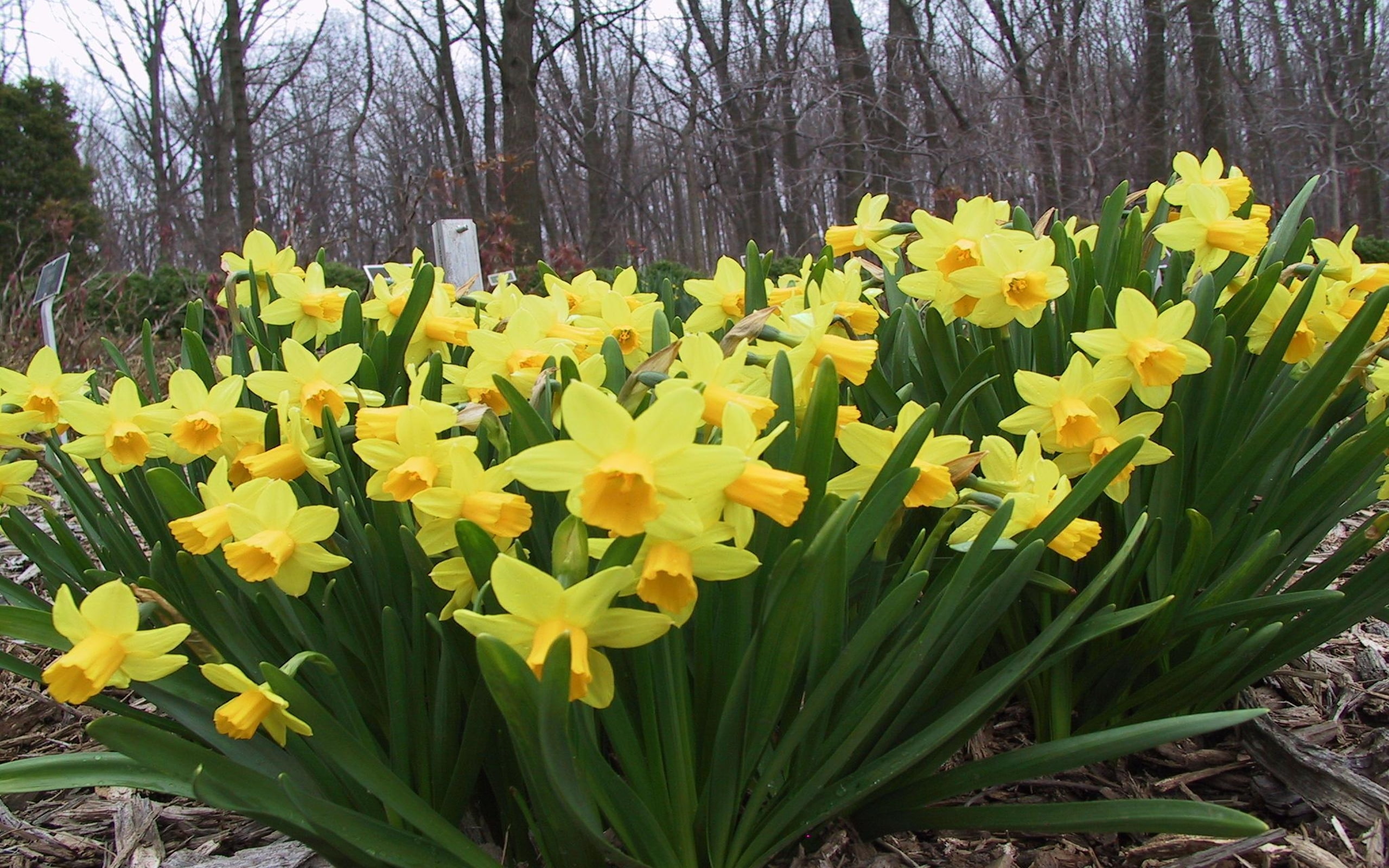 Daffodil 5895