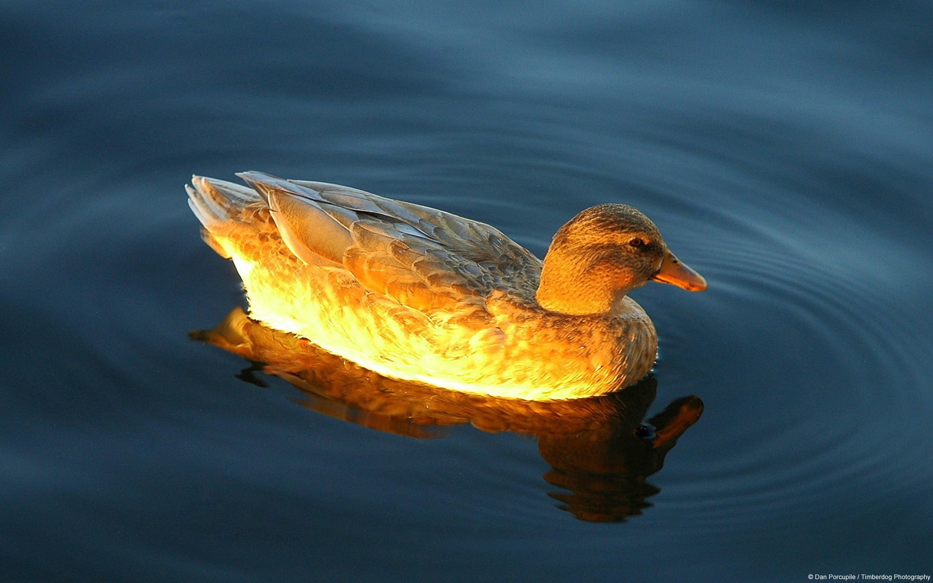 Dan Porcupine Sunny duck lake-Animal High Quality .., water, animal wildlife