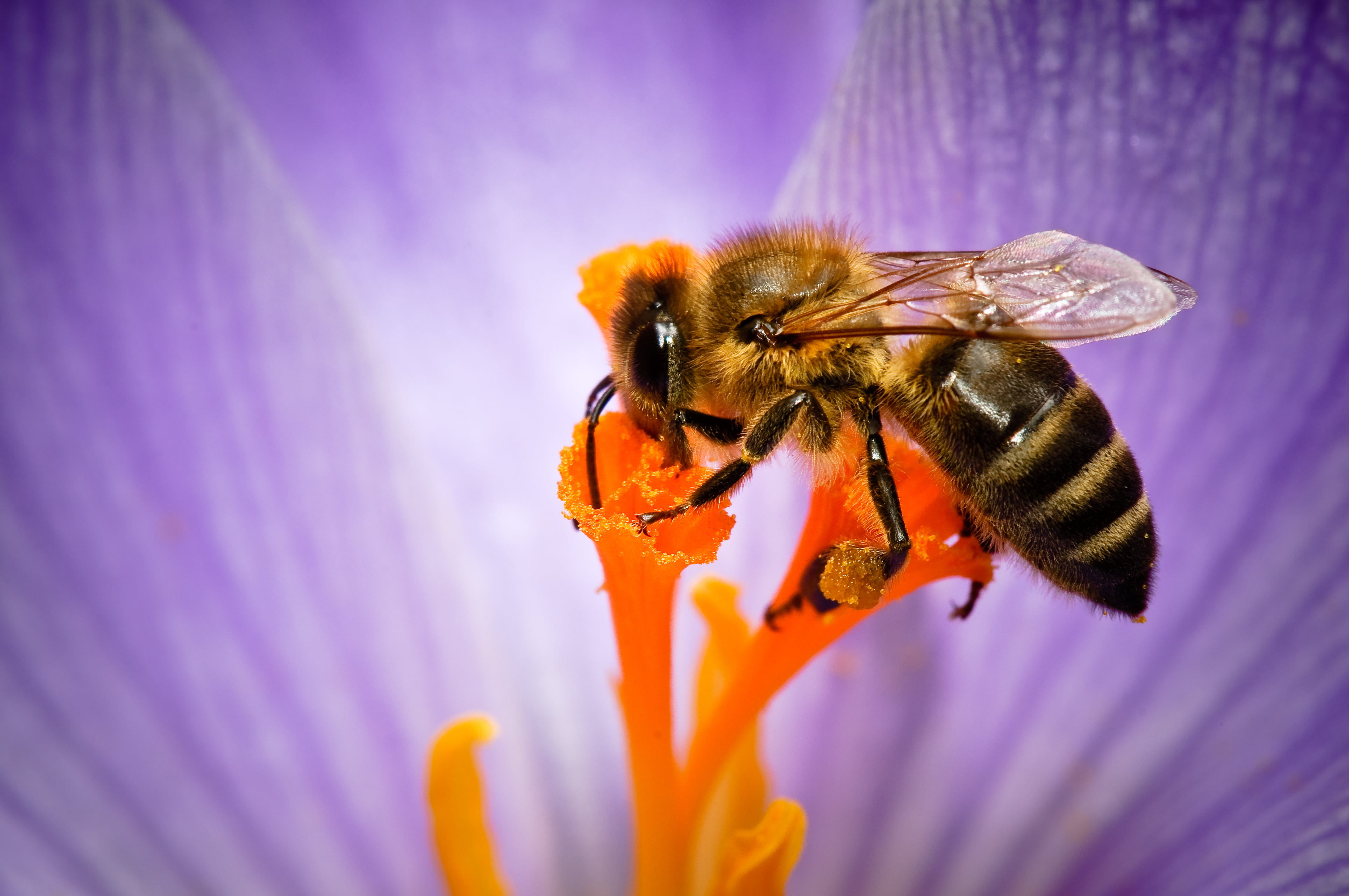 macro photography of bee on flower, animal, blossom, close-up