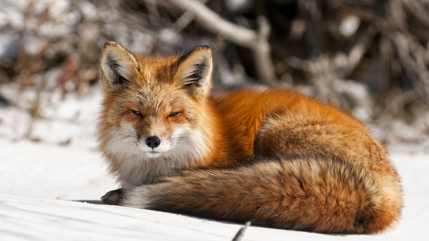 orange fox, nature, animals, snow, animal themes, one animal