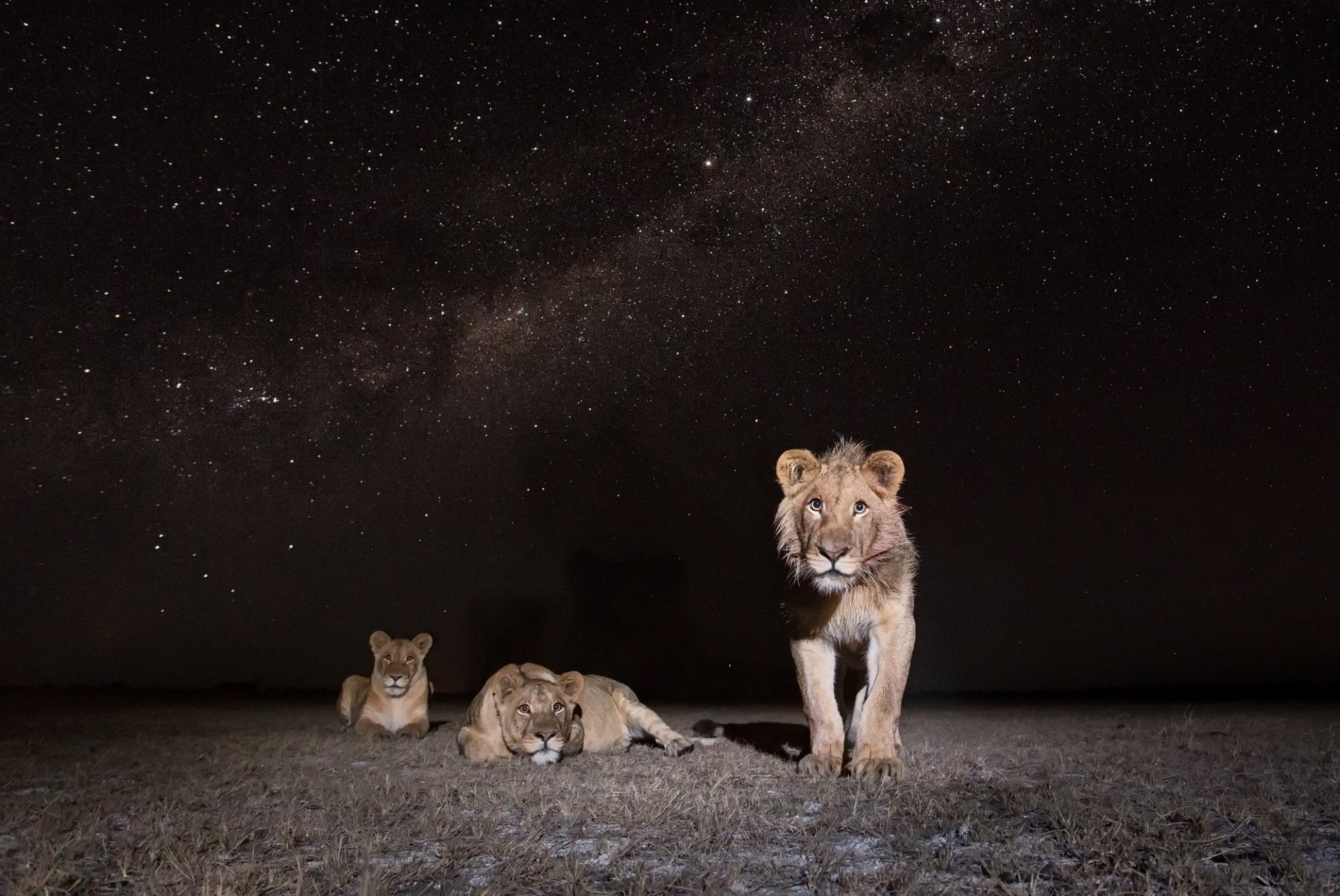 Cats, Lion, Big Cat, Night, Stare, Starry Sky, Stars, Wildlife