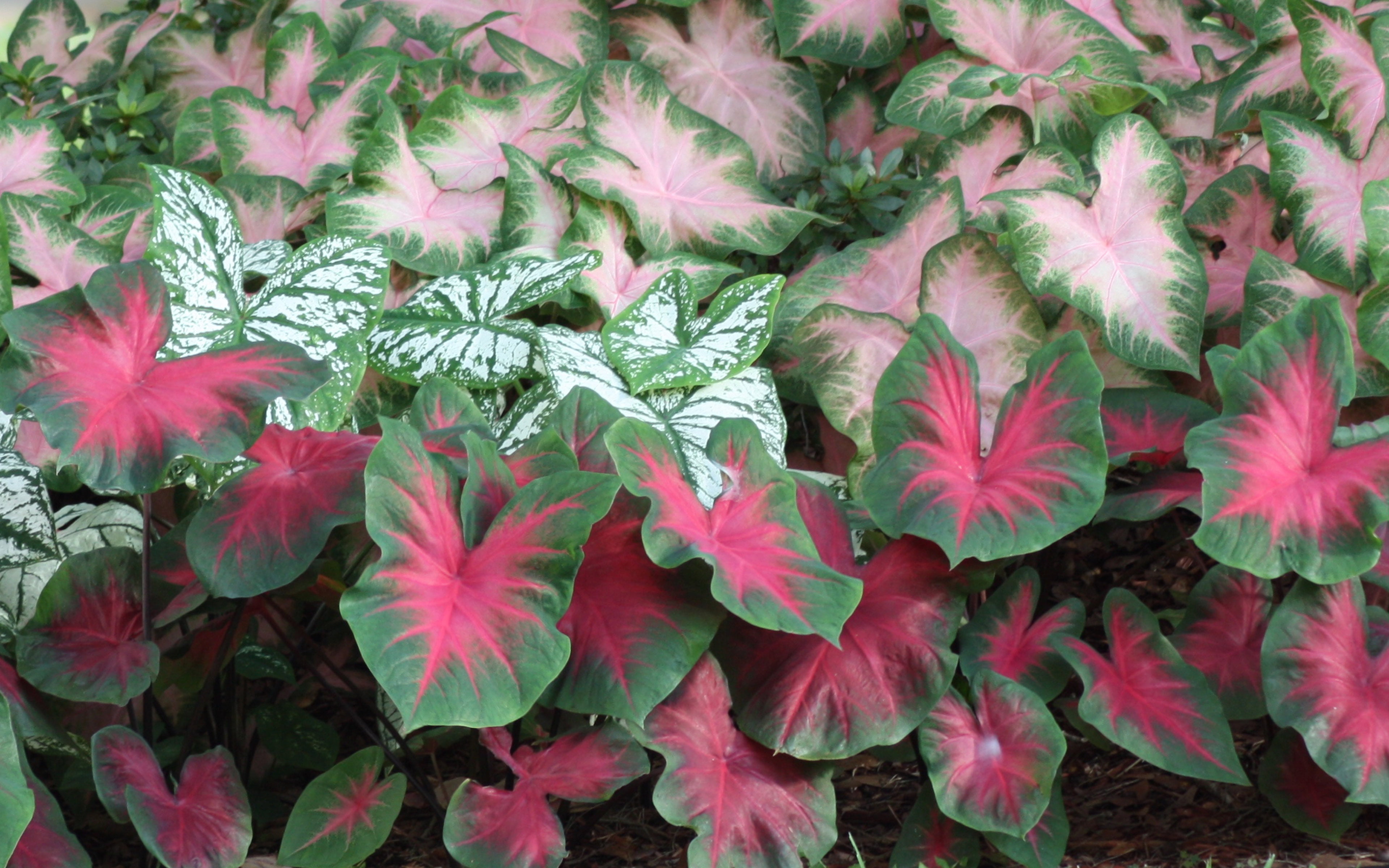 Caladium Bulbs Red Flash Plants Need More Sun Heat Flowering Plants From The Thirst 3840×2400