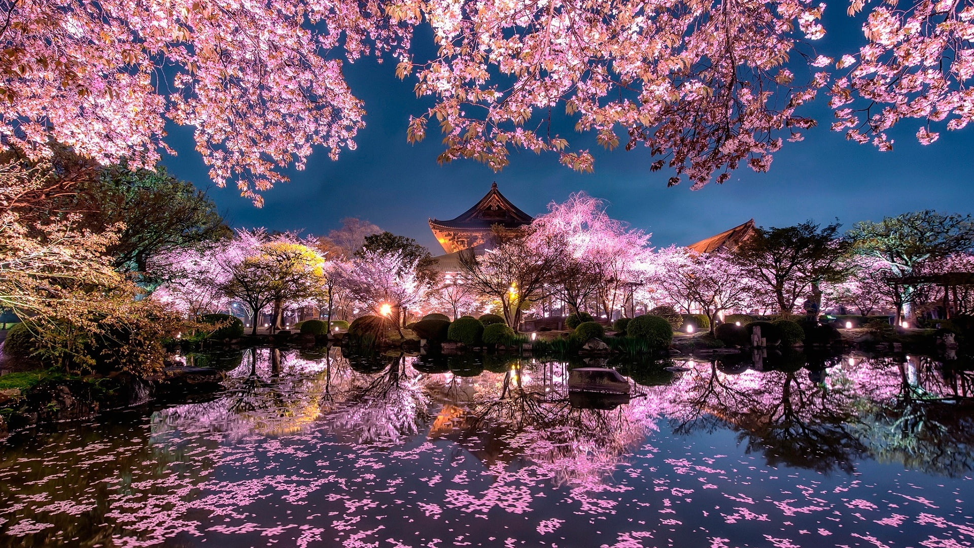 reflection, pond, dusk, evening, blossom, night, spring night