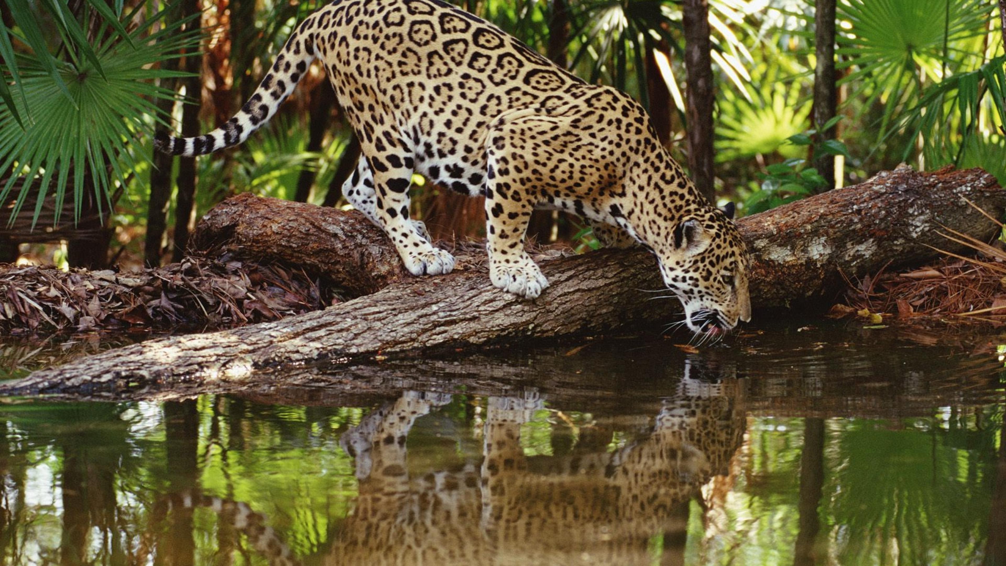 animals, Jaguars, reflection