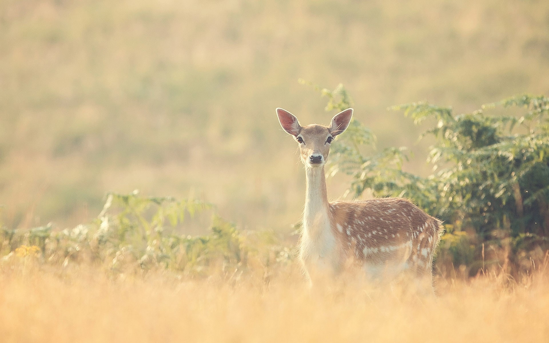 deer, fawns, baby animals, animals in the wild, animal wildlife