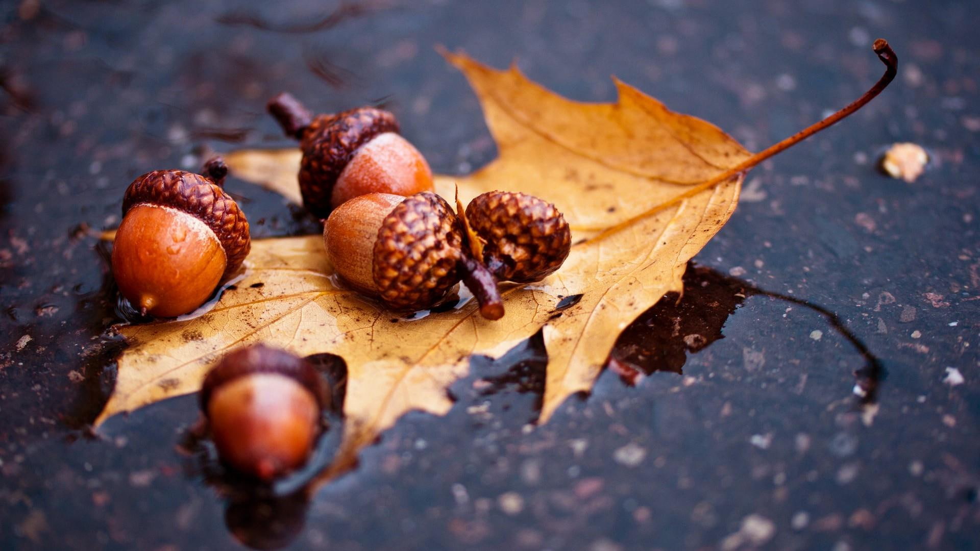 acorn fruit, autumn, leaf, oak, nature