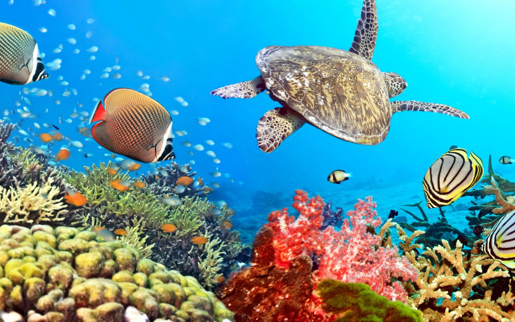 Fishes underwater, tropical, coral, reef, Ocean
