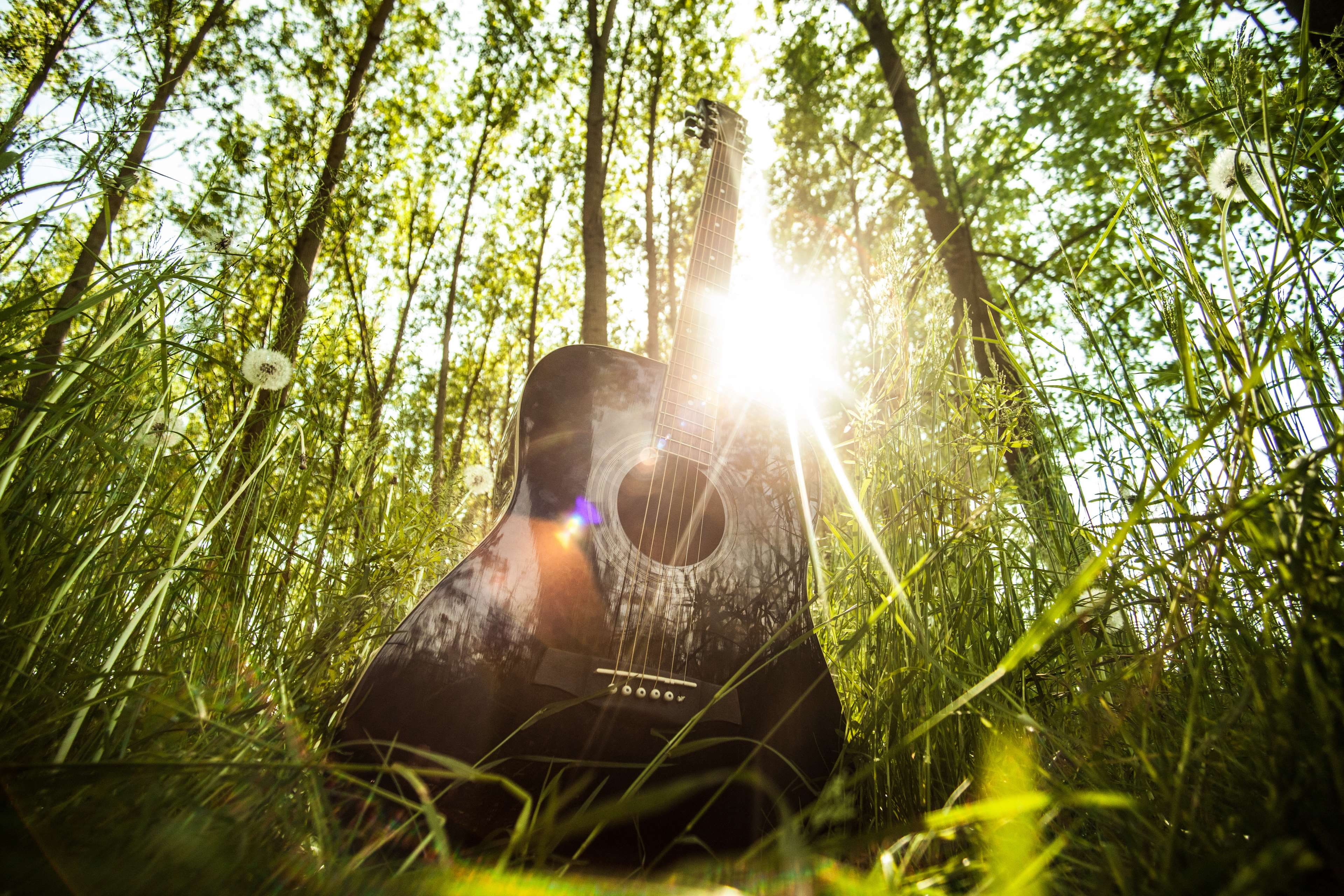 acoustic guitar, chords, grass, music, musical instrument, nature