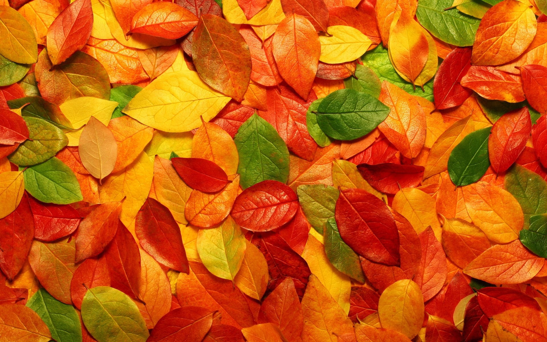 fall desktop nexus, full frame, backgrounds, leaf, plant part