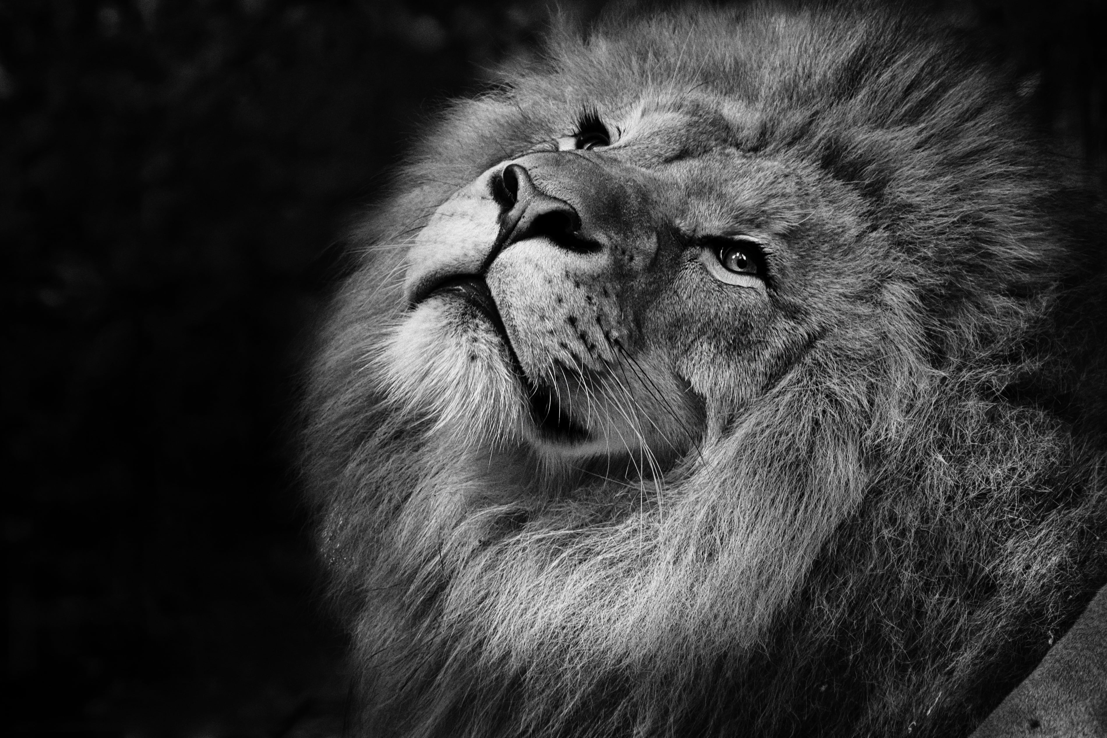 lion, bw, muzzle, king of beasts, mane, animal themes, one animal