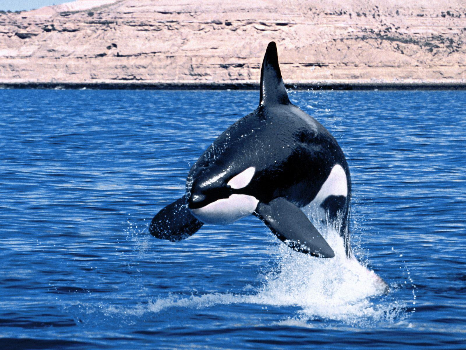 killer Whales, ocean, orcas, water