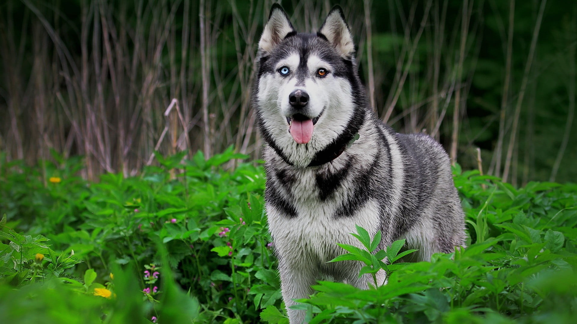 Syberian husky, Siberian Husky, dog, heterochromia, animals, one animal