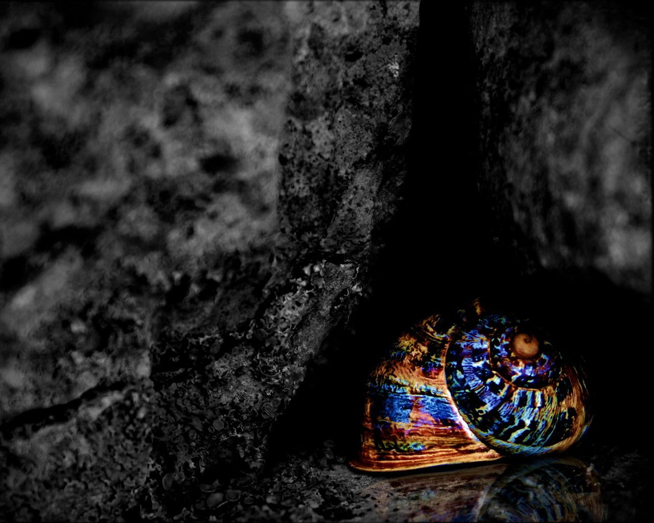 reflection, color, Shell