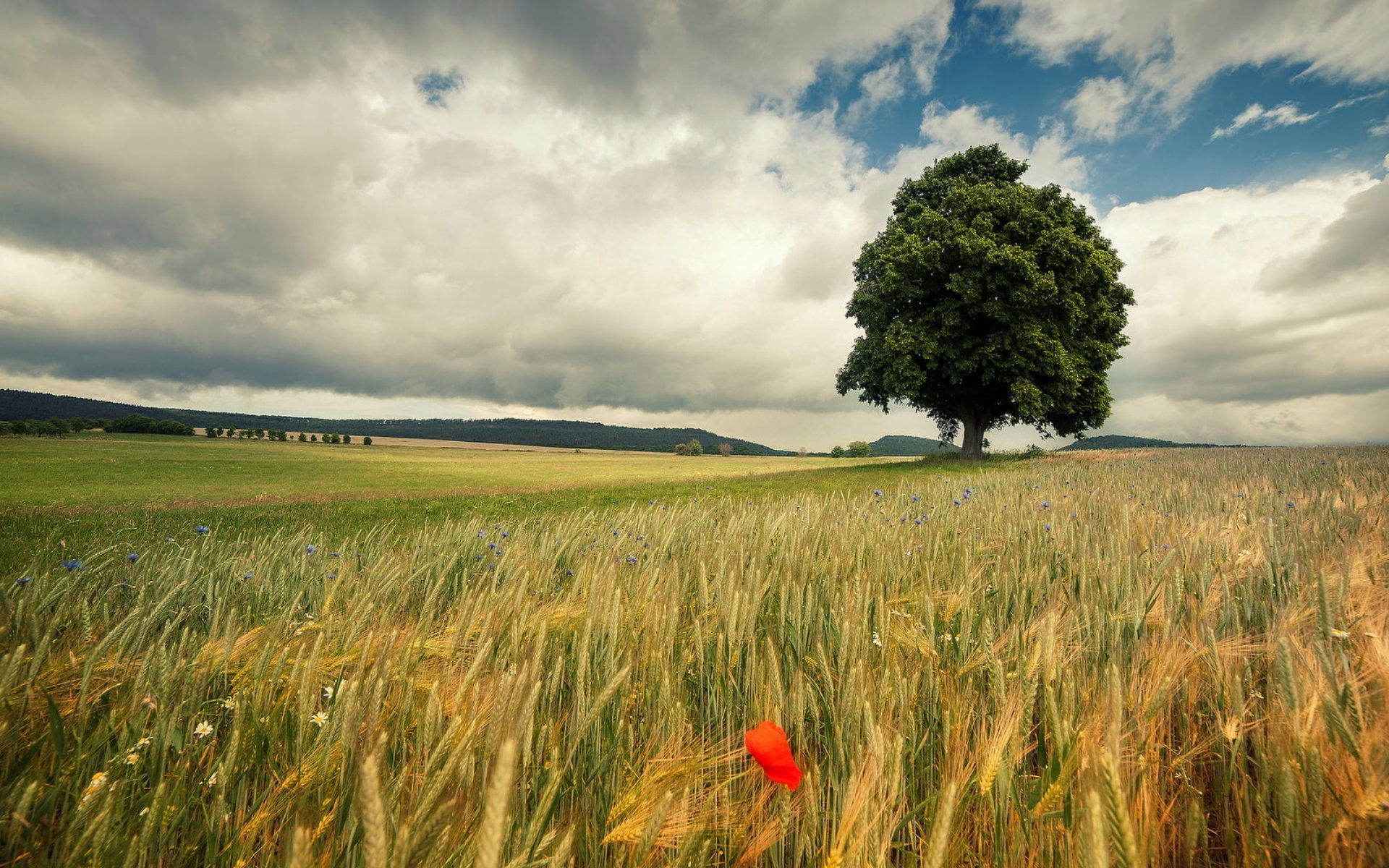 field, tree, Mac