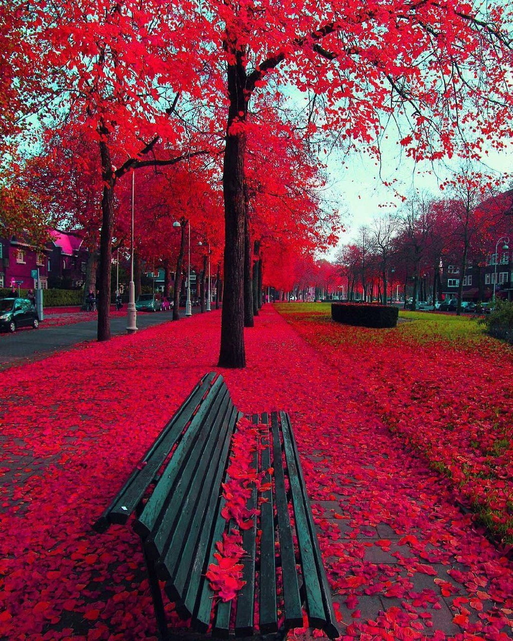 bench red trees