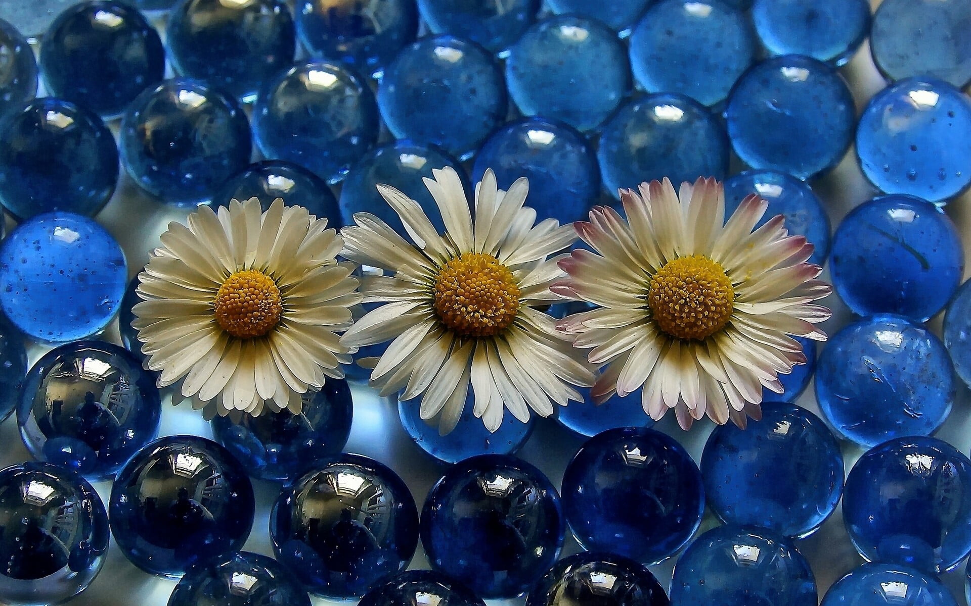 blue, flowers, white flowers, marble, freshness, flowering plant