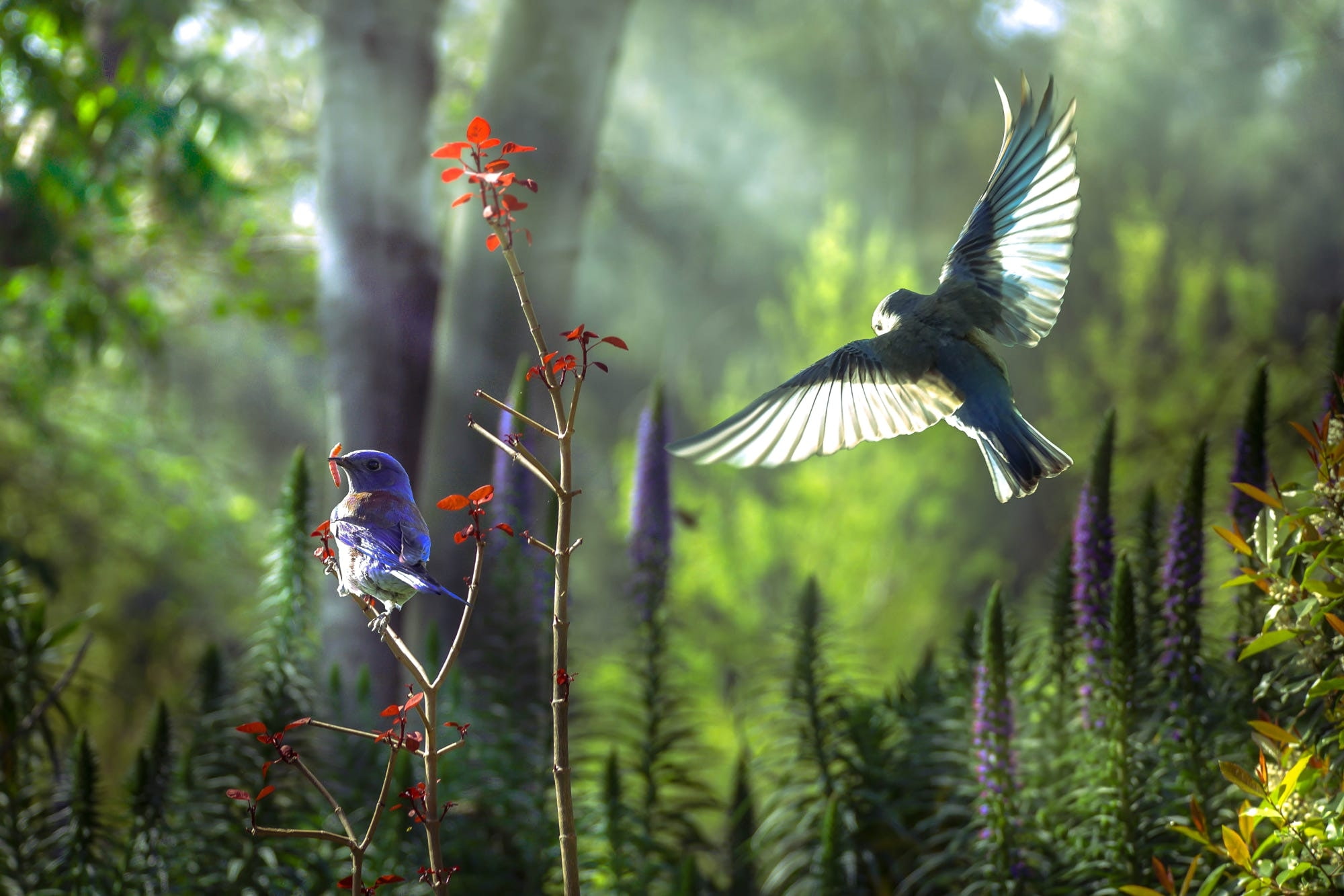 Free download | HD wallpaper: Spring rendezvous, forest, bird, green ...