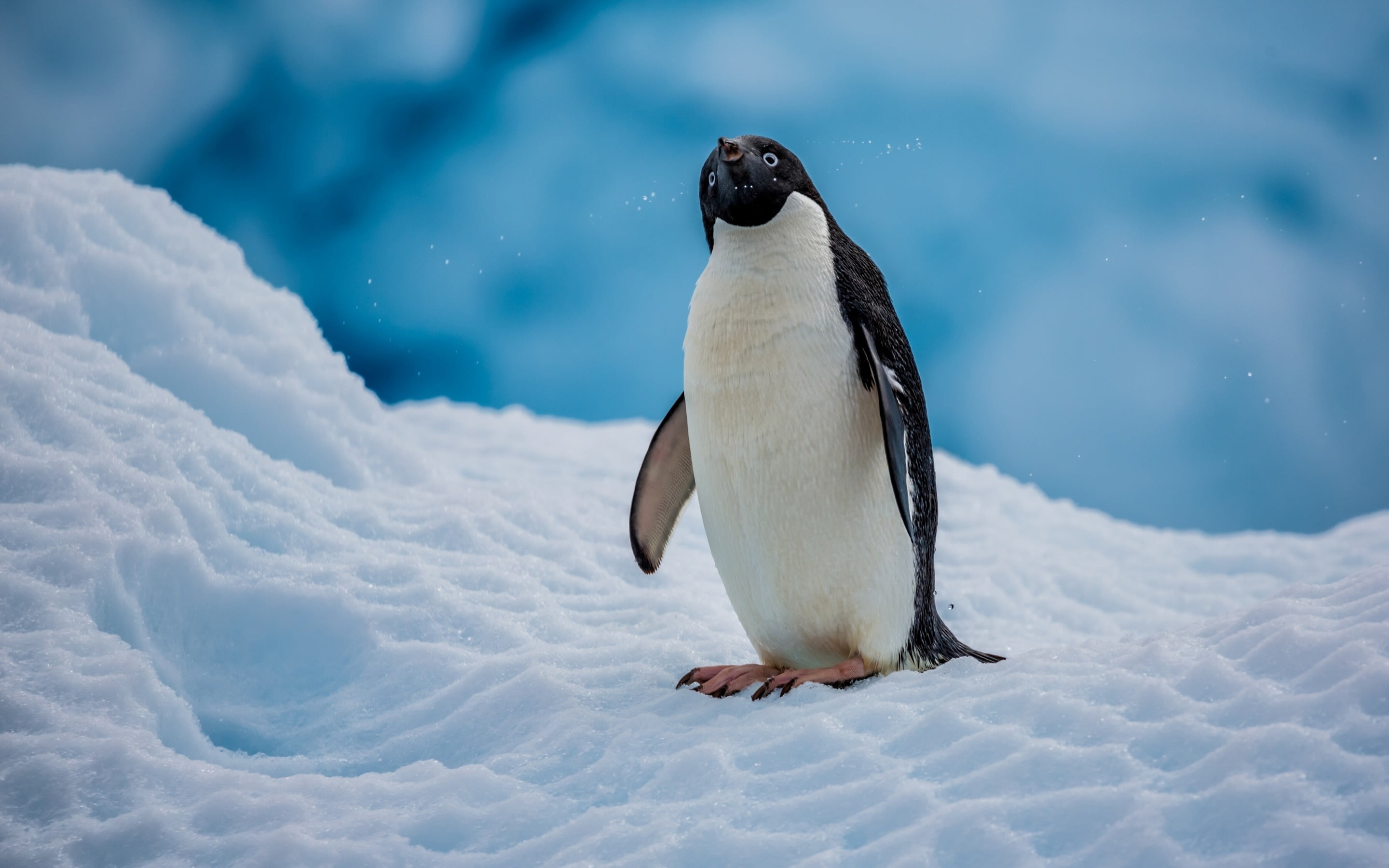 Adelie Penguin, white and black emperor penguin, Animals, snow