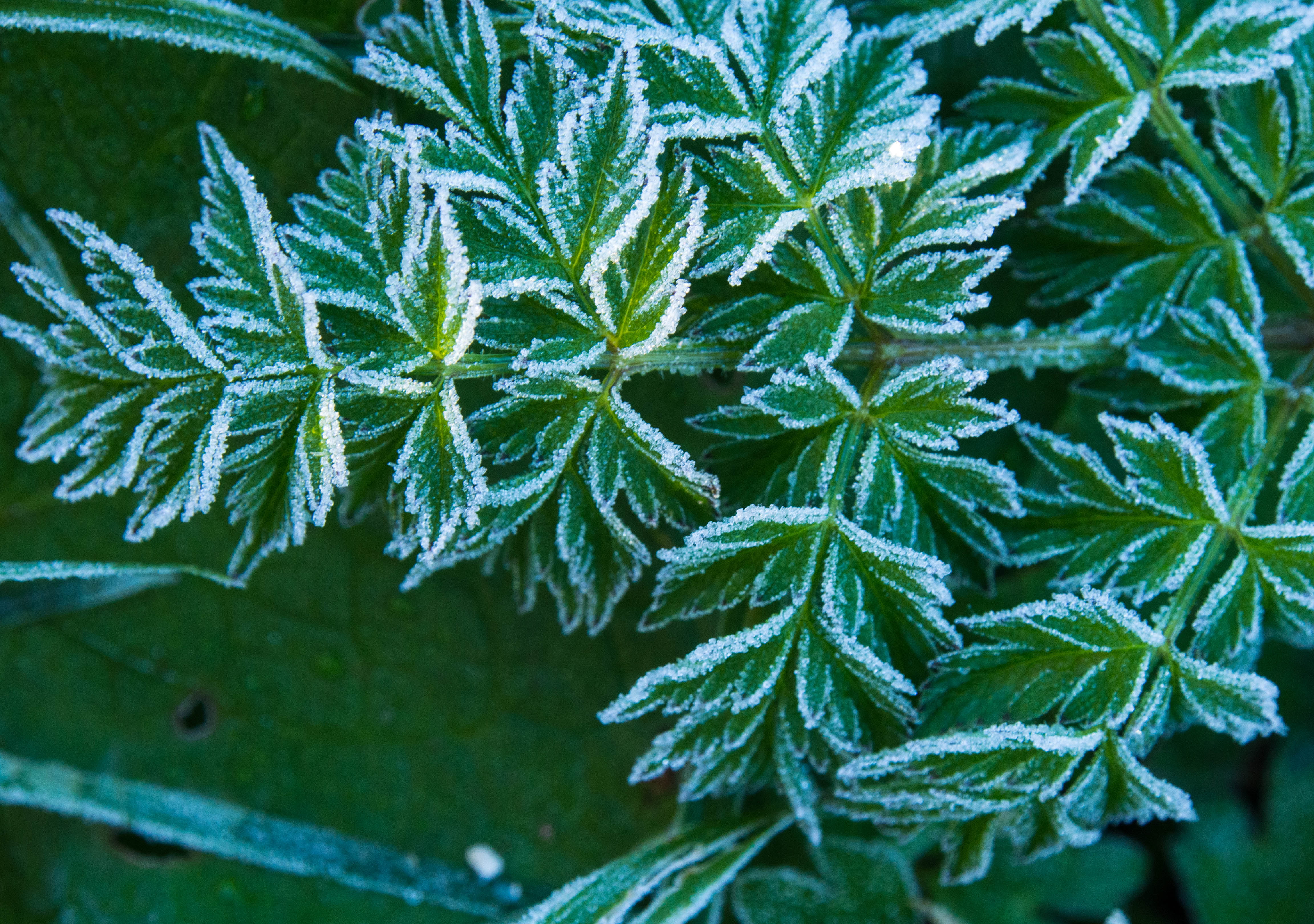 green and white leaves, Frosty, Green  green, green  ice, frozen