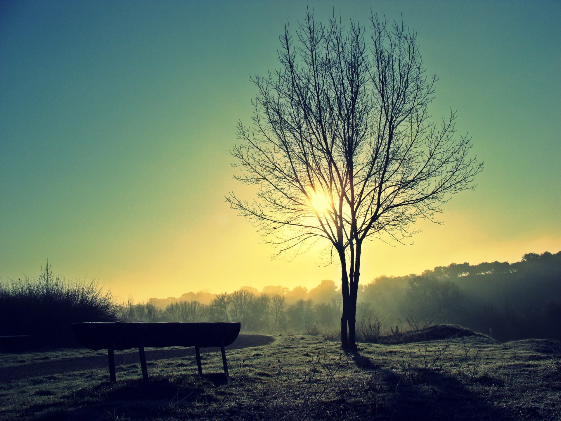 Tree Sunlight HD, nature