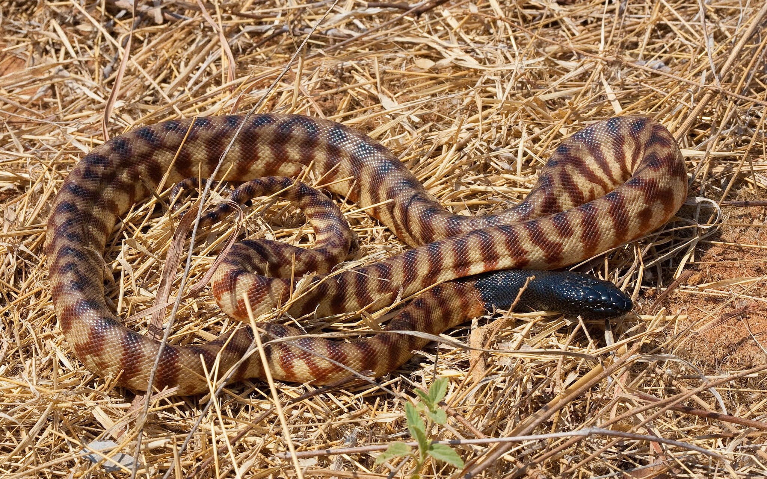 python
