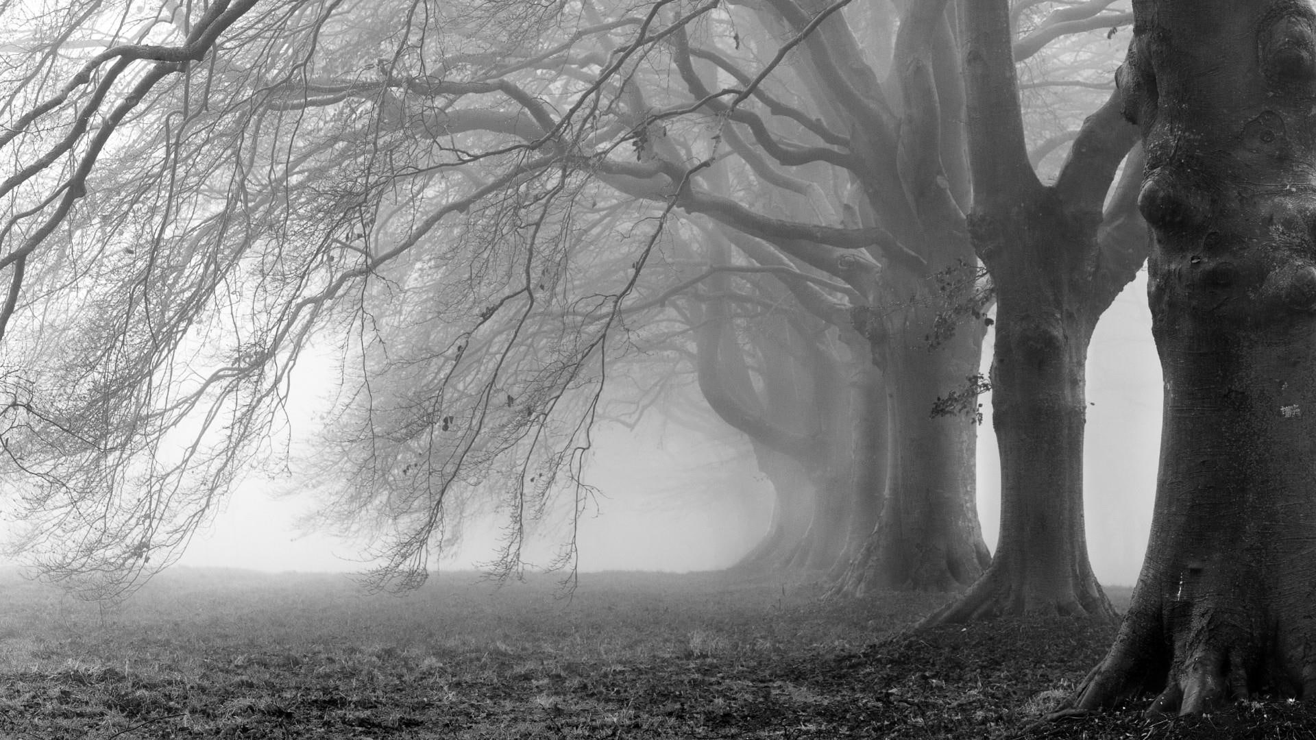 trees, fog, monochrome, black and white, misty