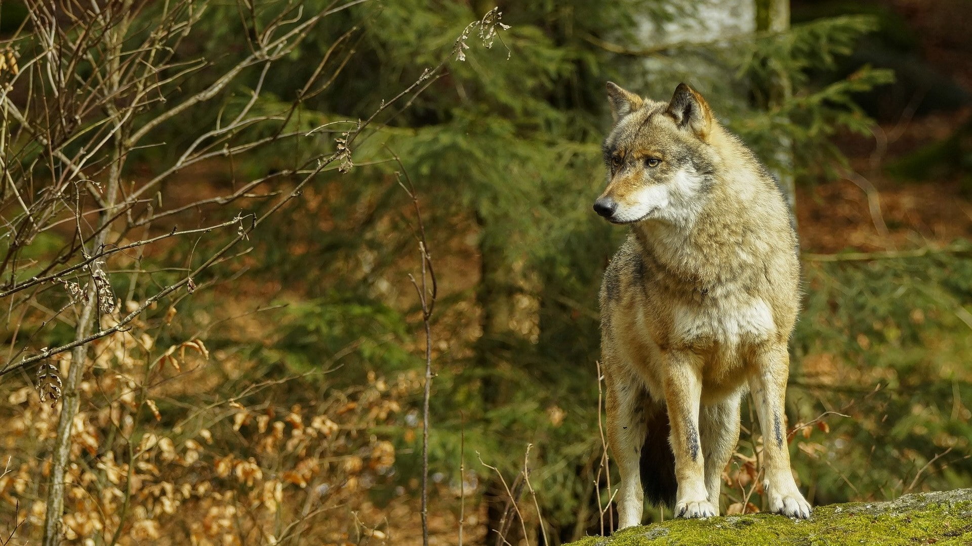 wolf