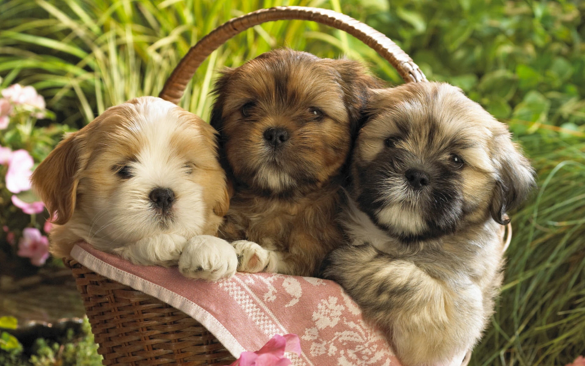 three puppies, shopping, herb, sit, canine, pets, domestic, dog