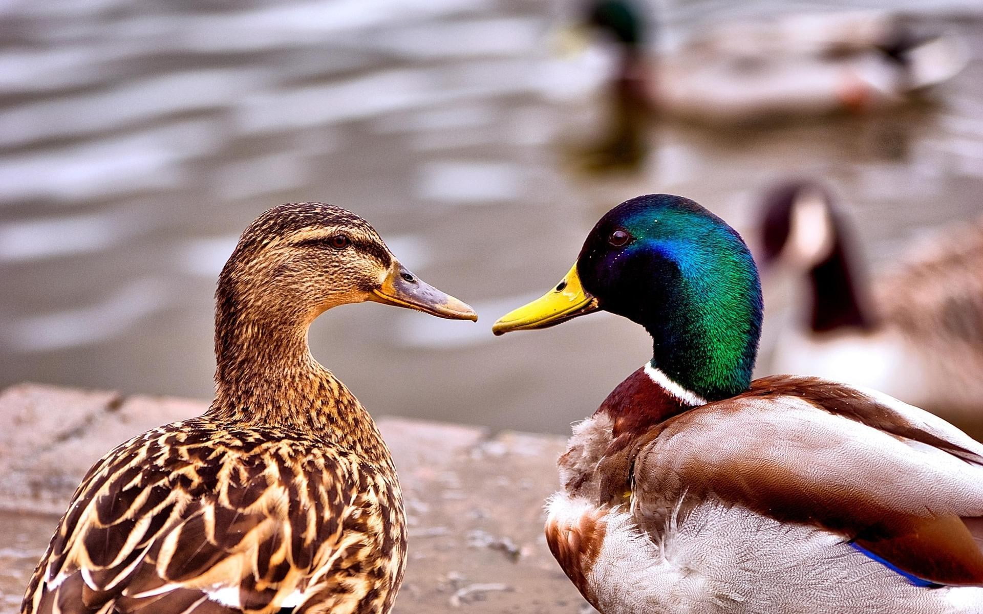 mallard