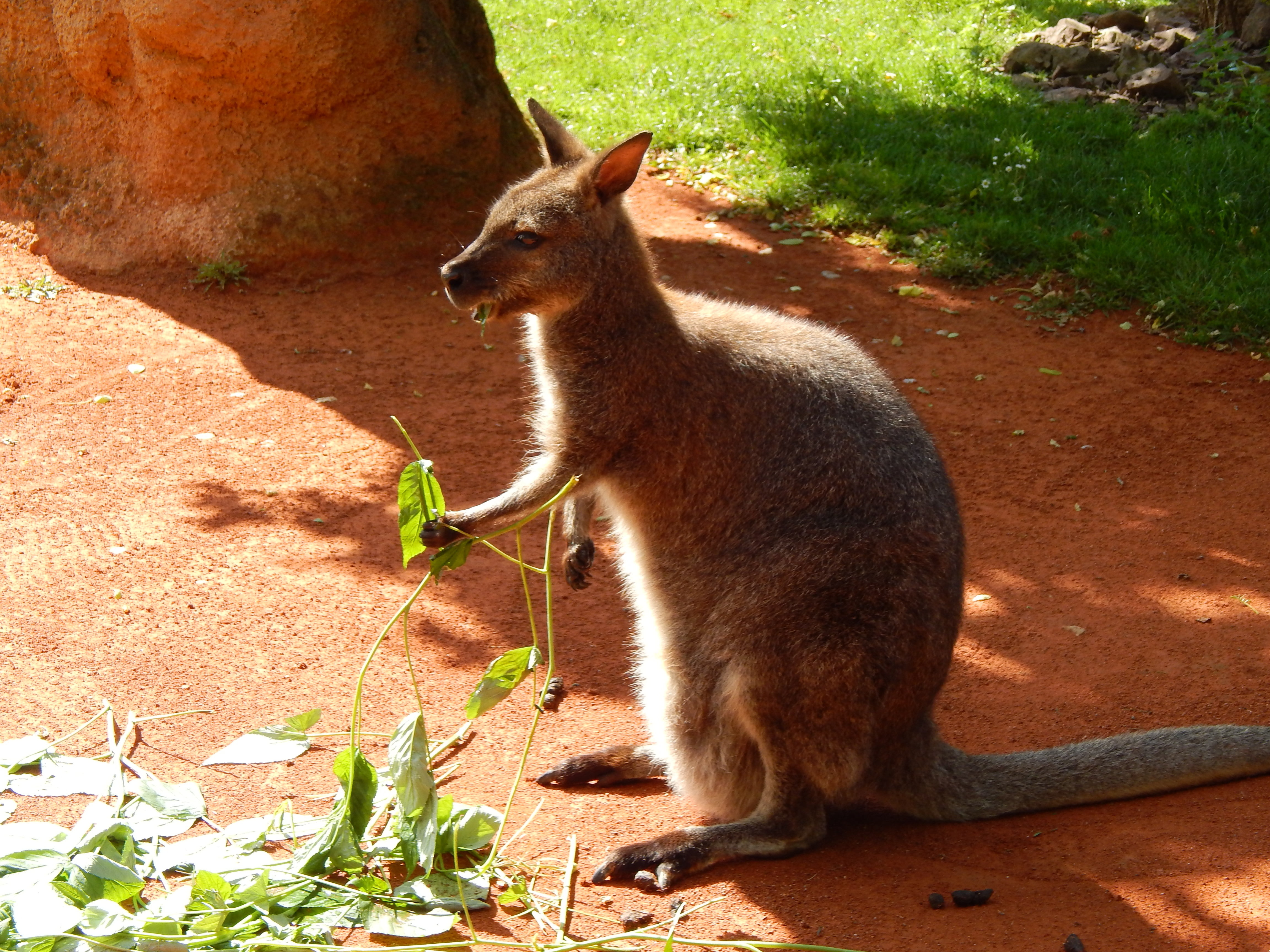 brown kangaroo, grass, food, shade, marsupial, animal, nature