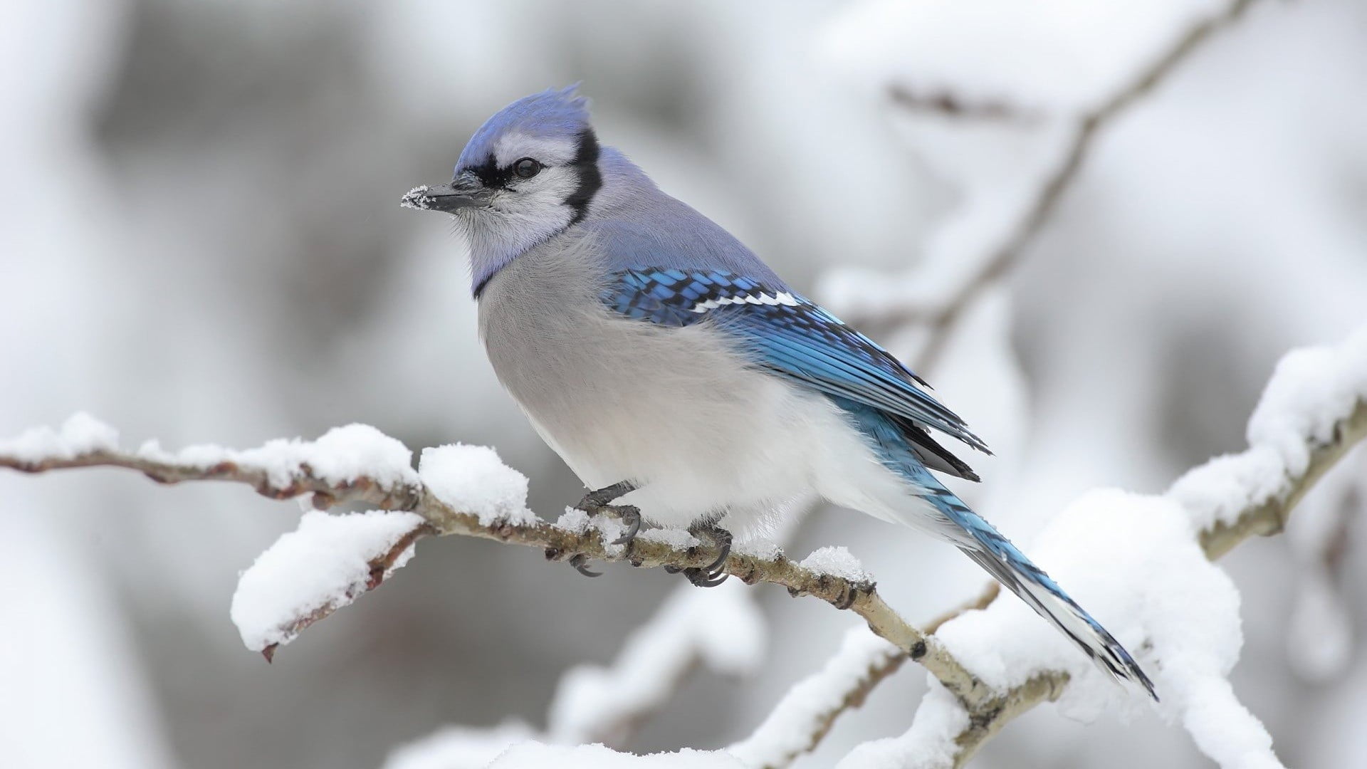 blue and gray bird, nature, birds, snow, winter, animals, cold temperature