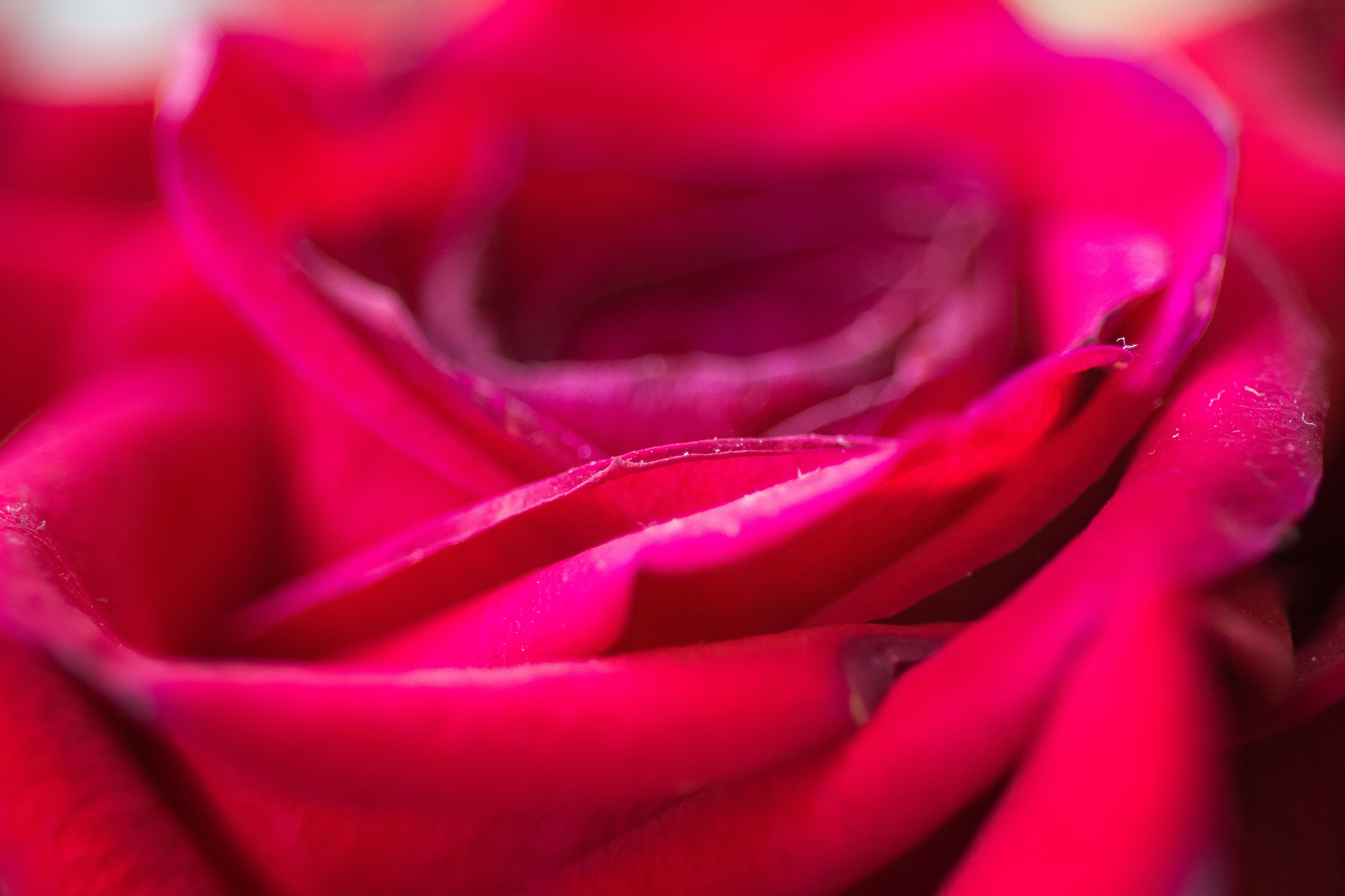 red Rose flower in closeup photography, Deep red, macro, close-up